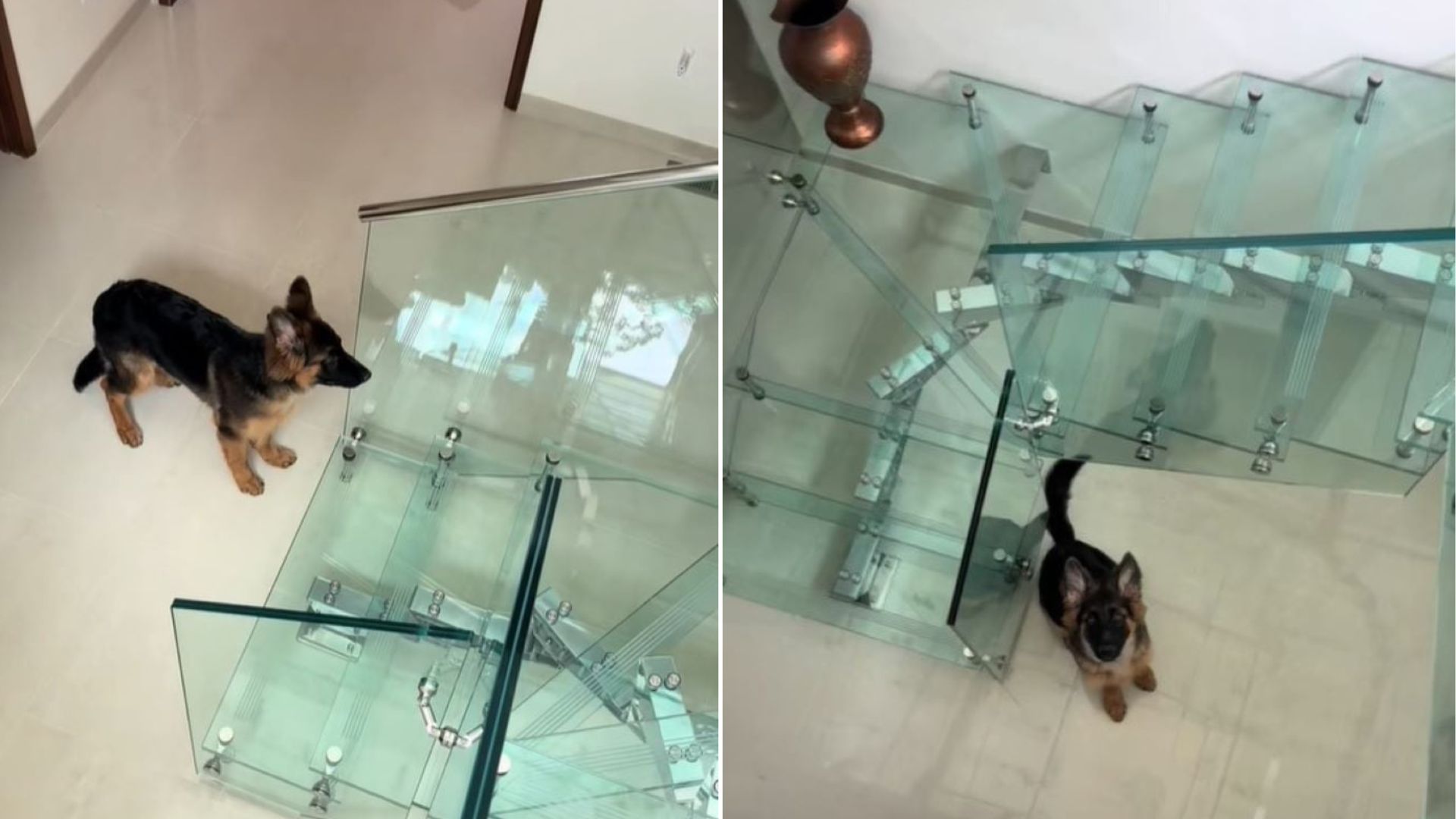New Jersey Dog Confronts A Transparent Staircase And Delivers A Reaction His Owner Will Never Forget