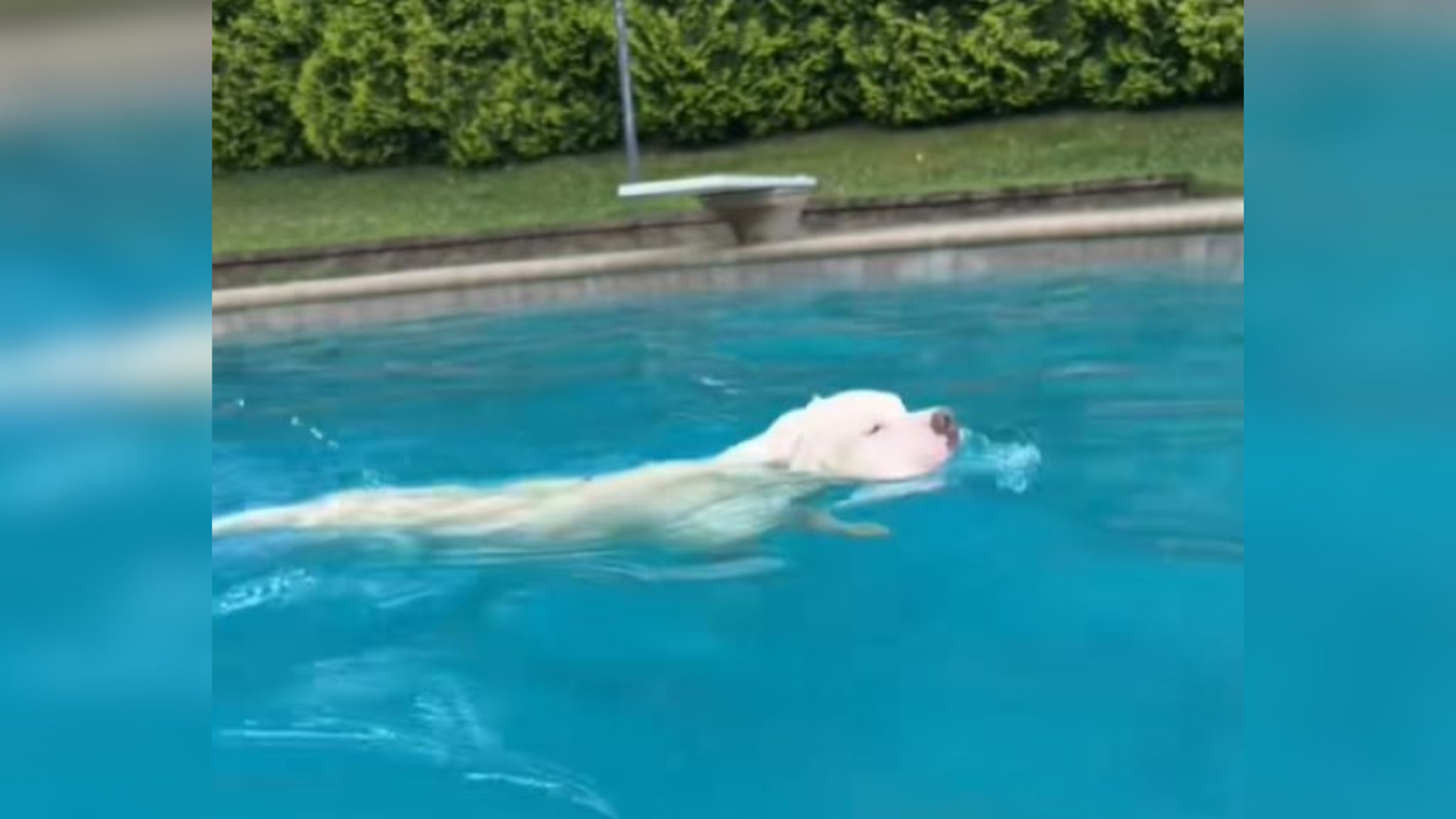 dog swimming in pool