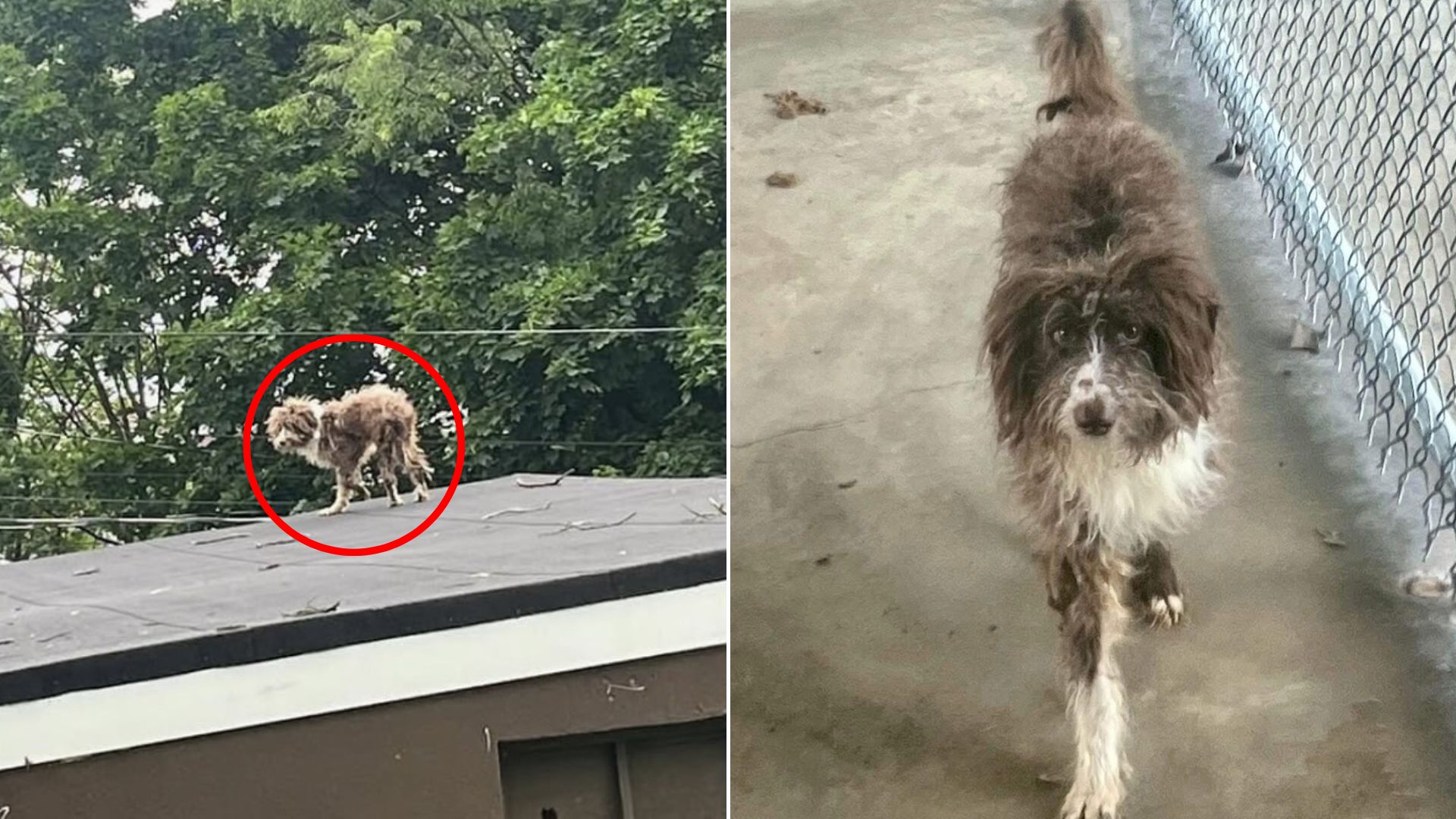 dog on roof