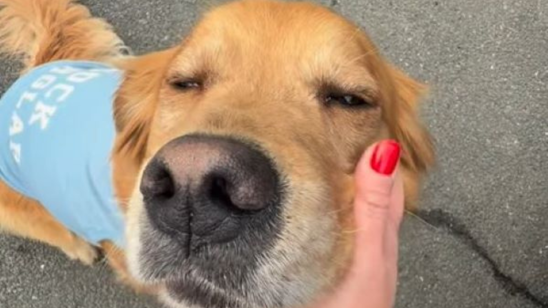 woman holding dog's face