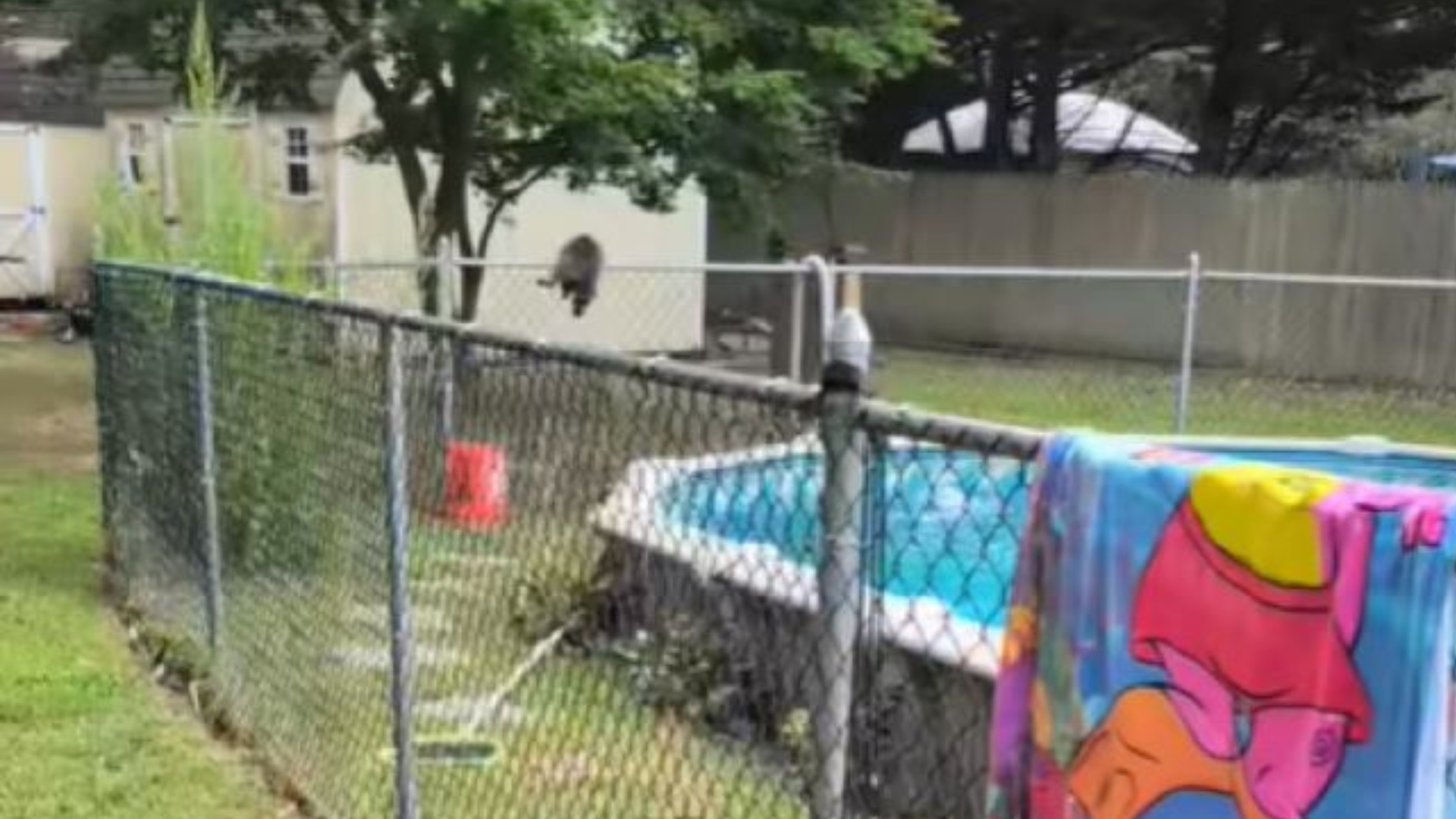 animal in outdoor pool