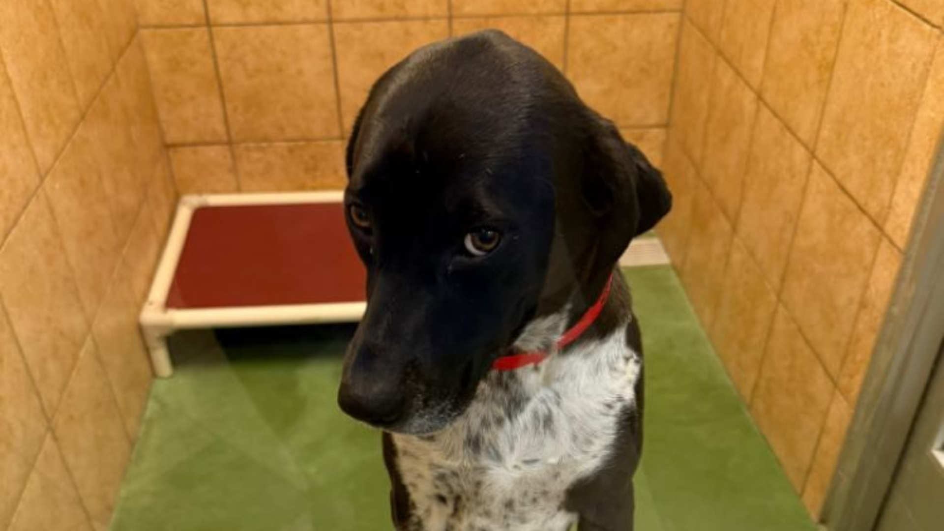 dog with guilty look