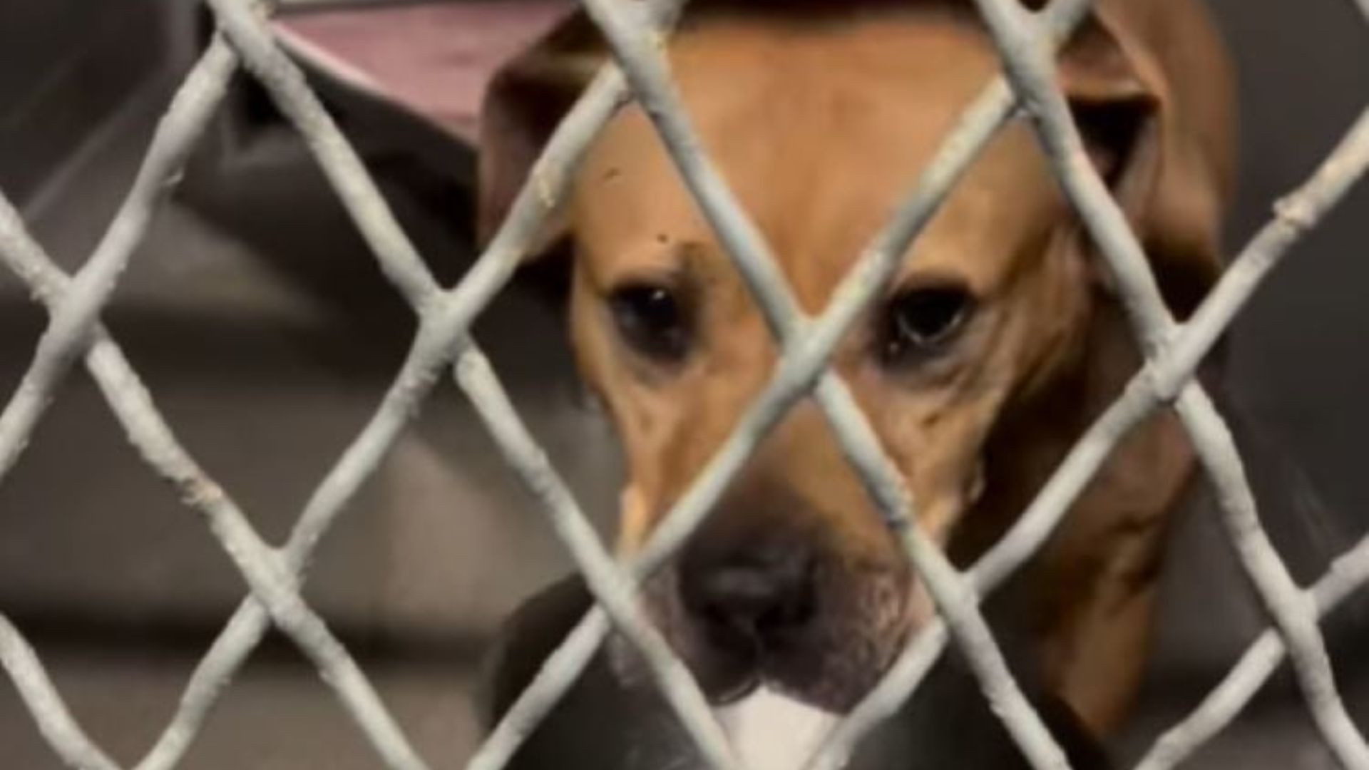 dog behind the bars