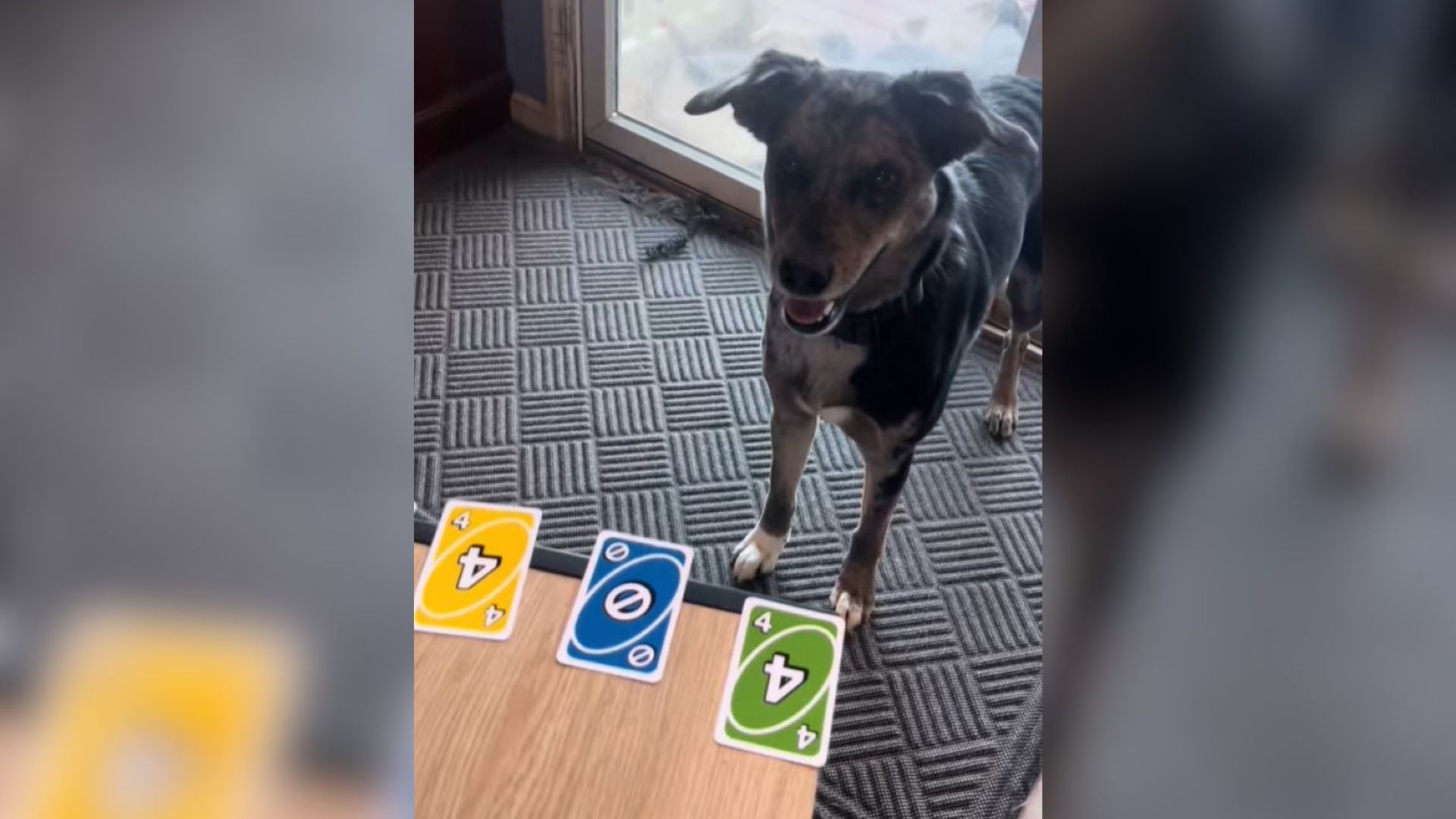 dog playing UNO