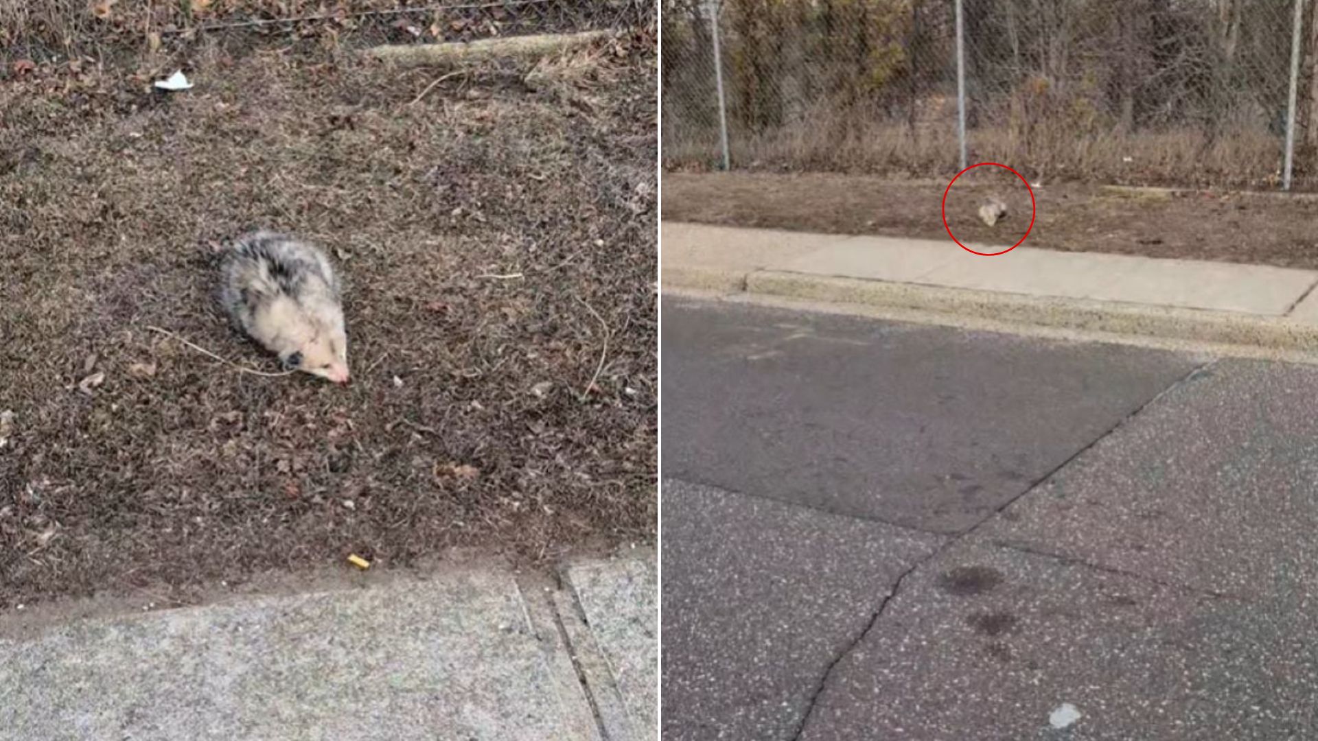 wild animal on road
