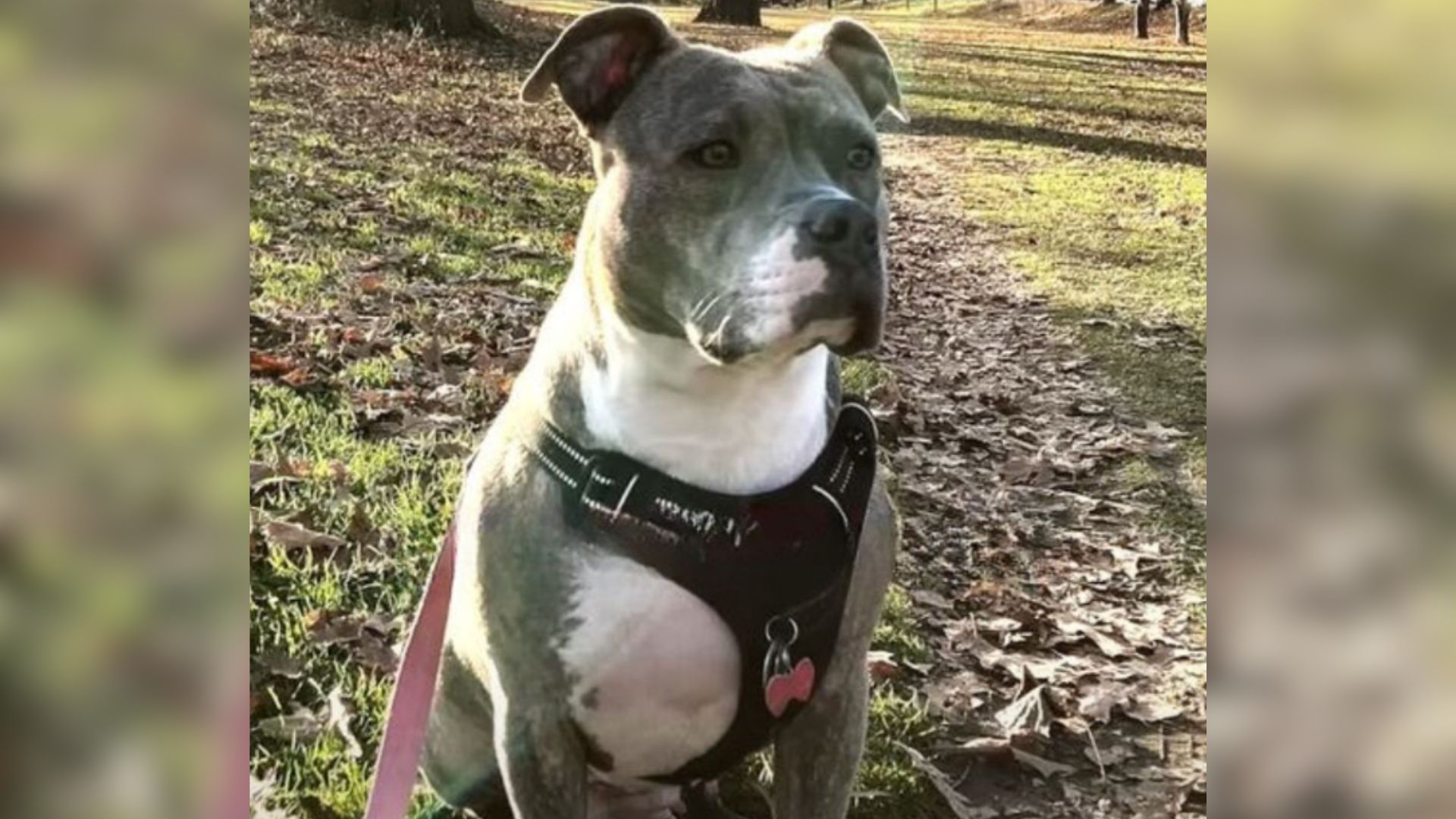 confused dog
