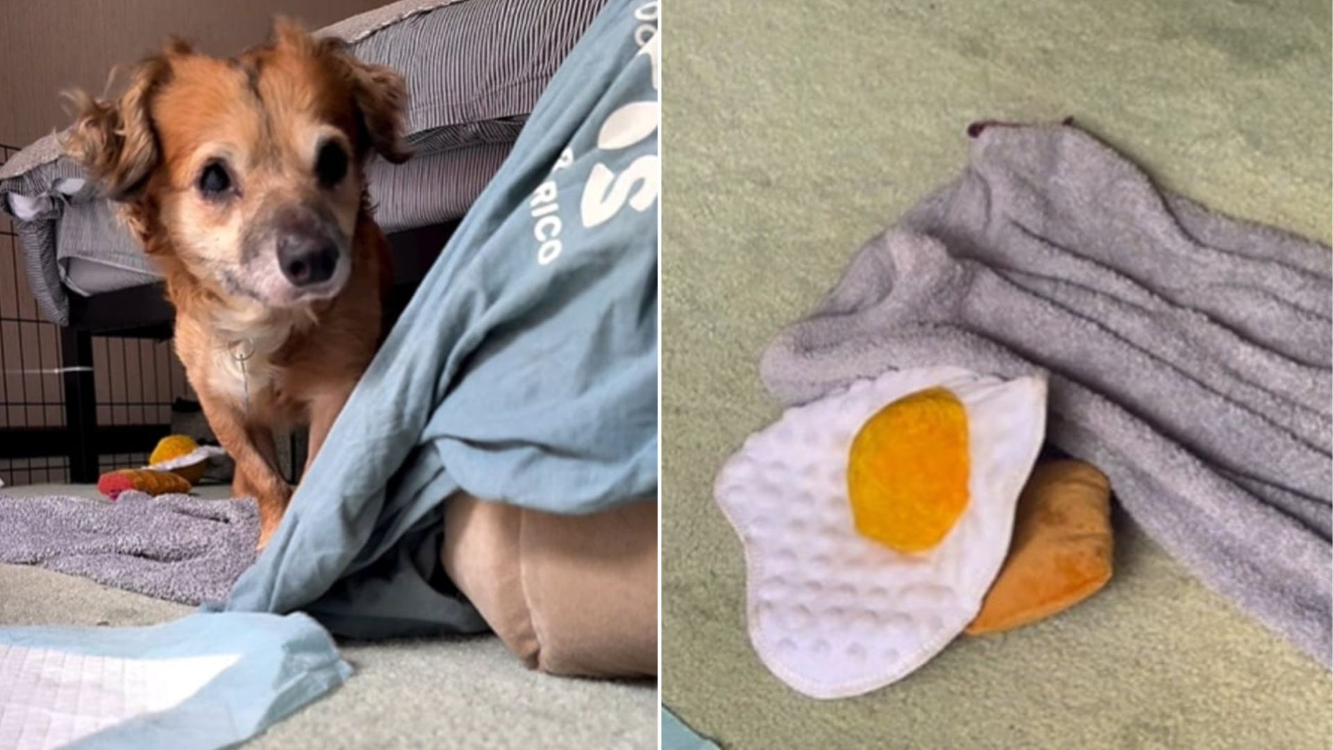 tiny puppy in room