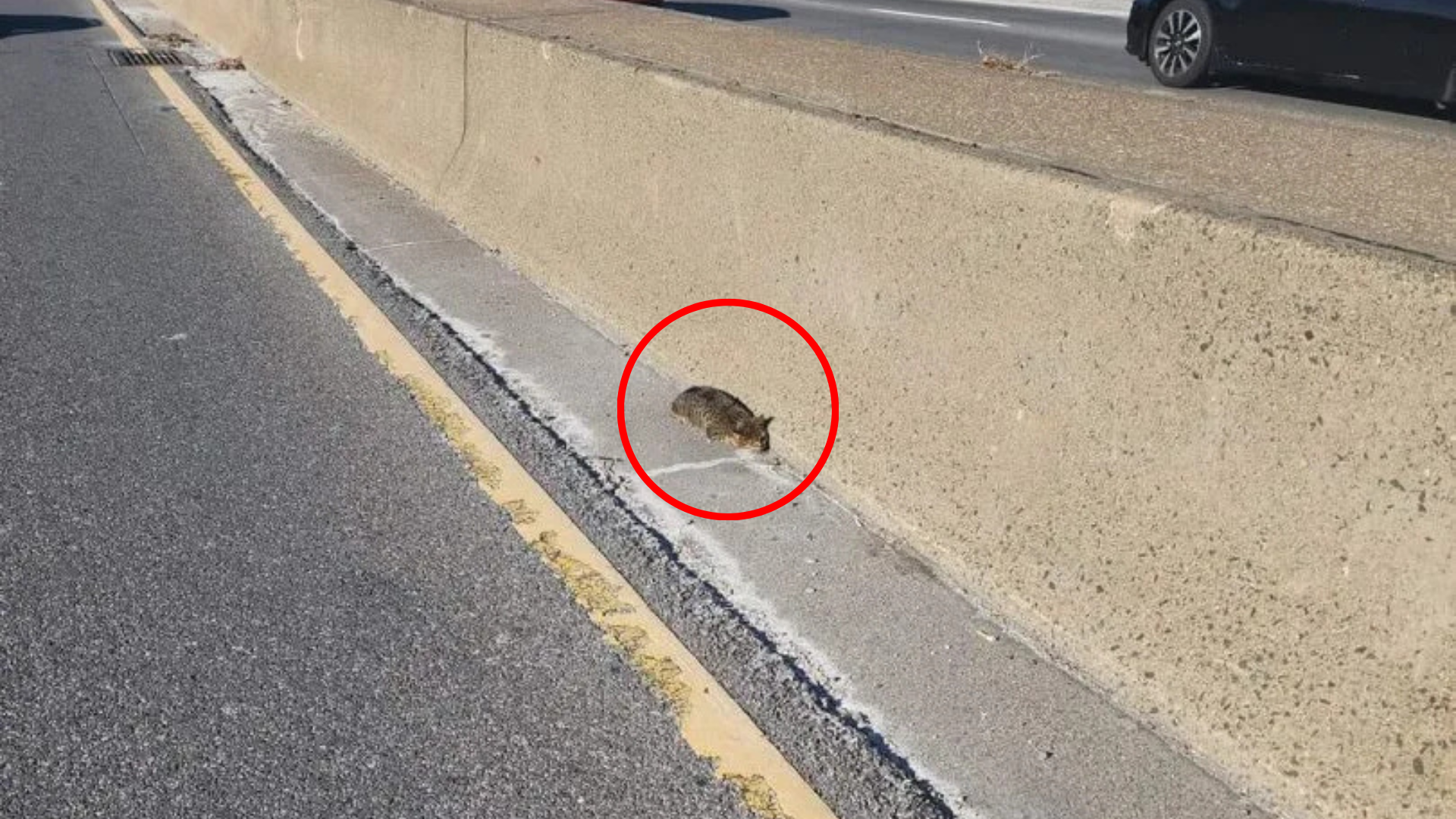 tiny animal stuck on highway
