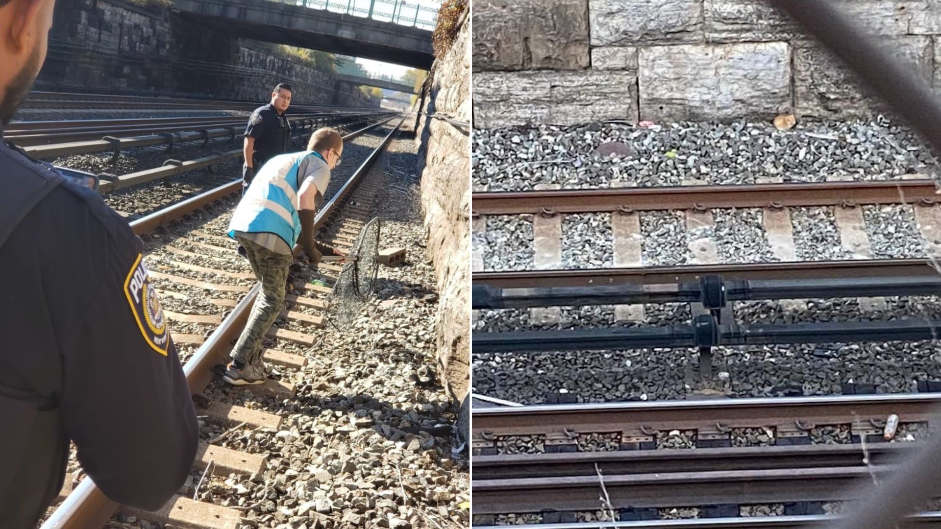animal on rail road