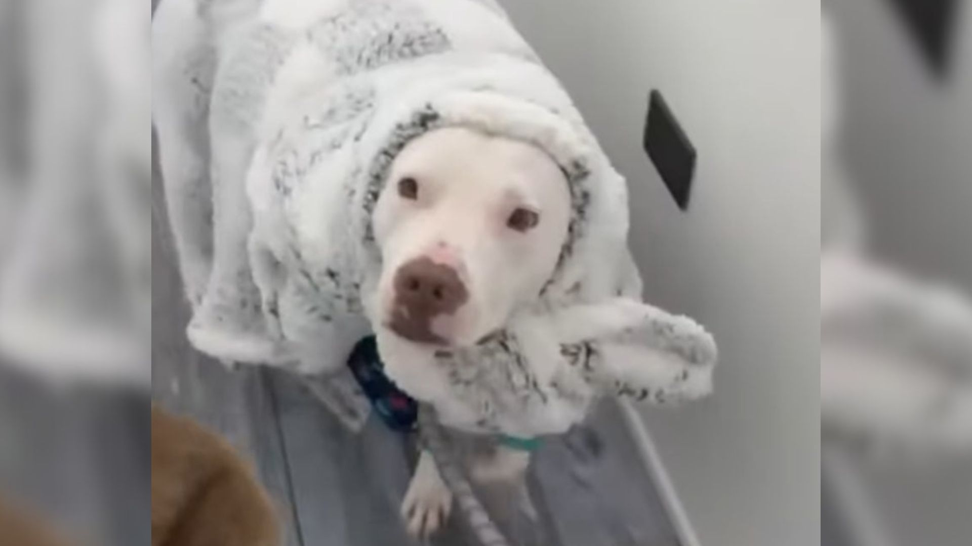 cute shelter dog