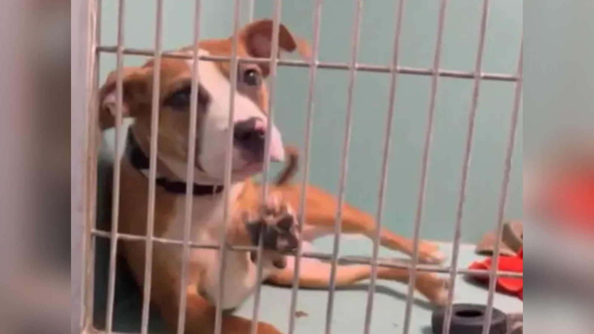 dog reaching out from kennel