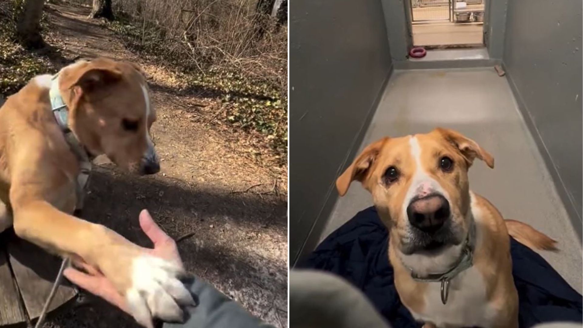 cute dog in shelter