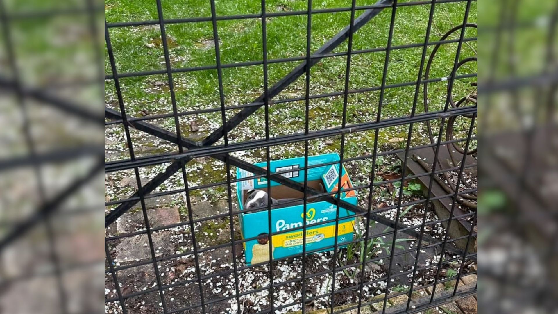 puppy in box