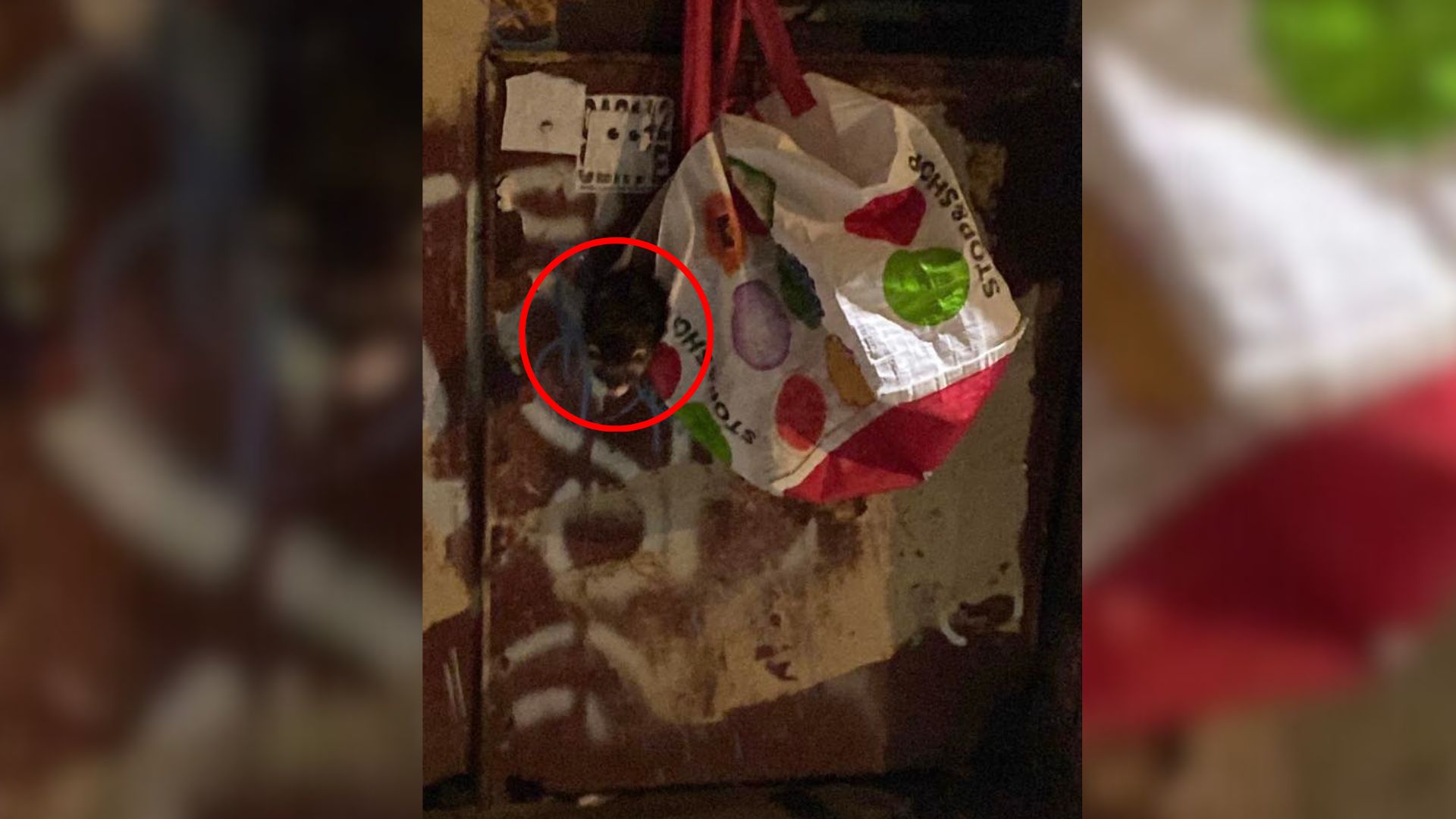 abandoned animal in bag