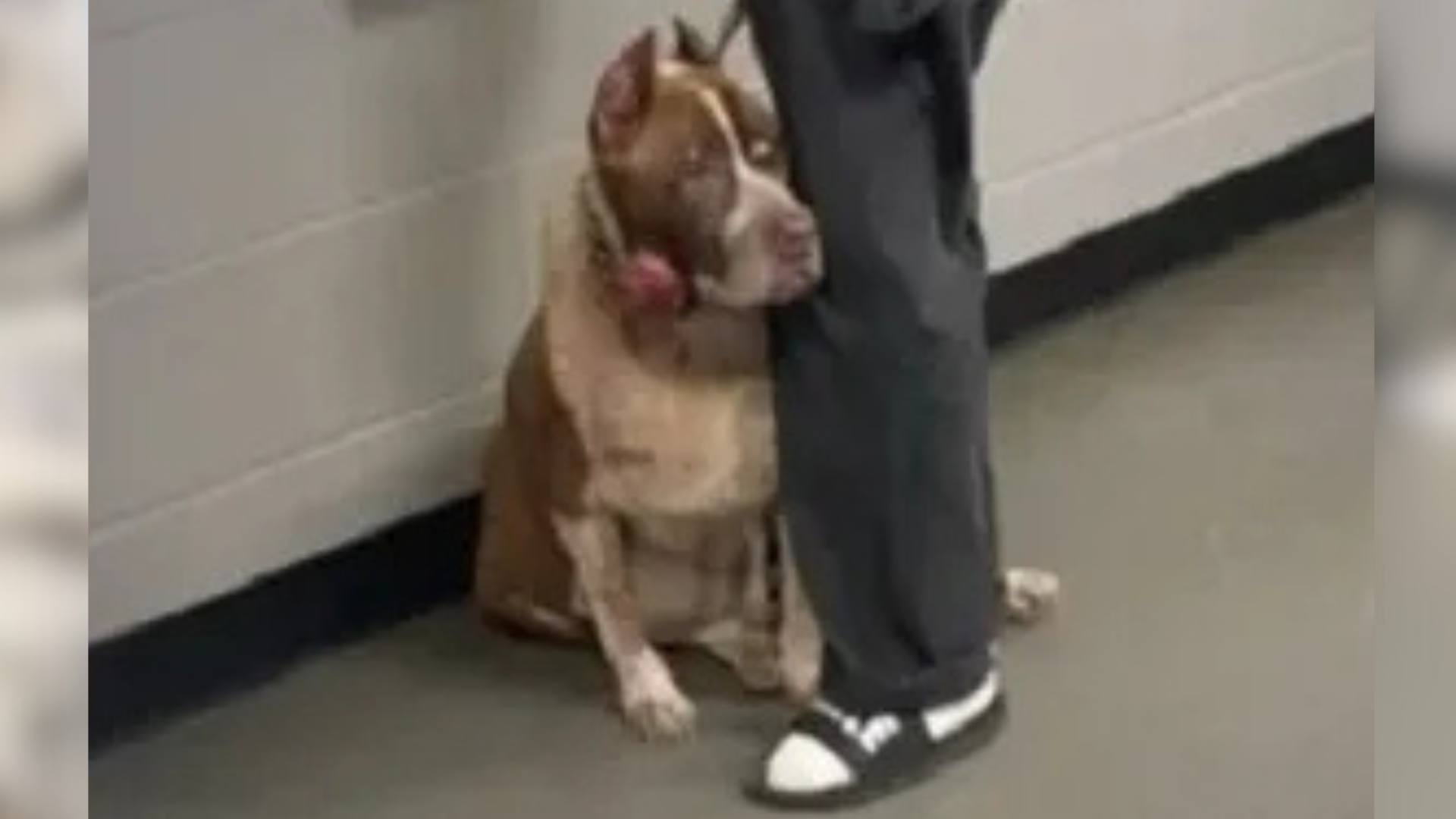 sad dog clinging to person's leg