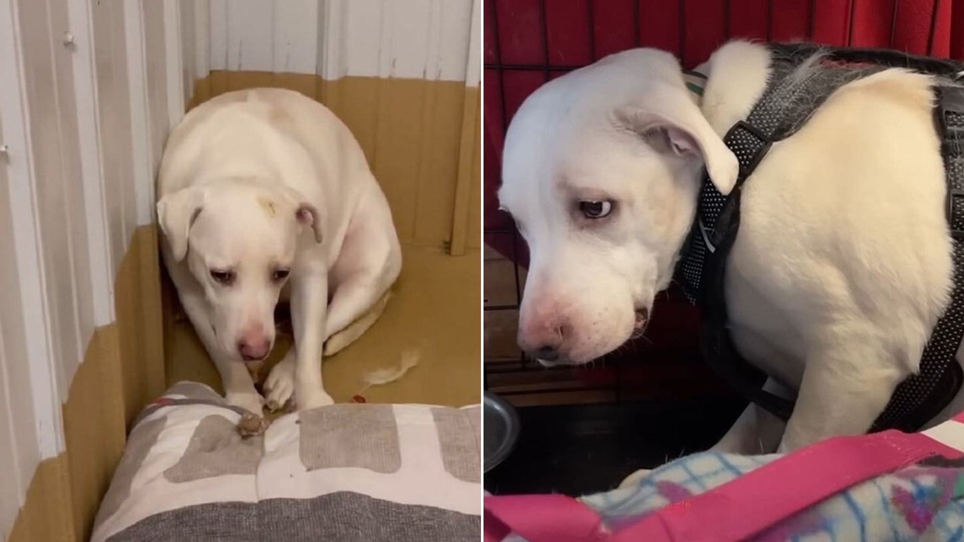 cute white dog