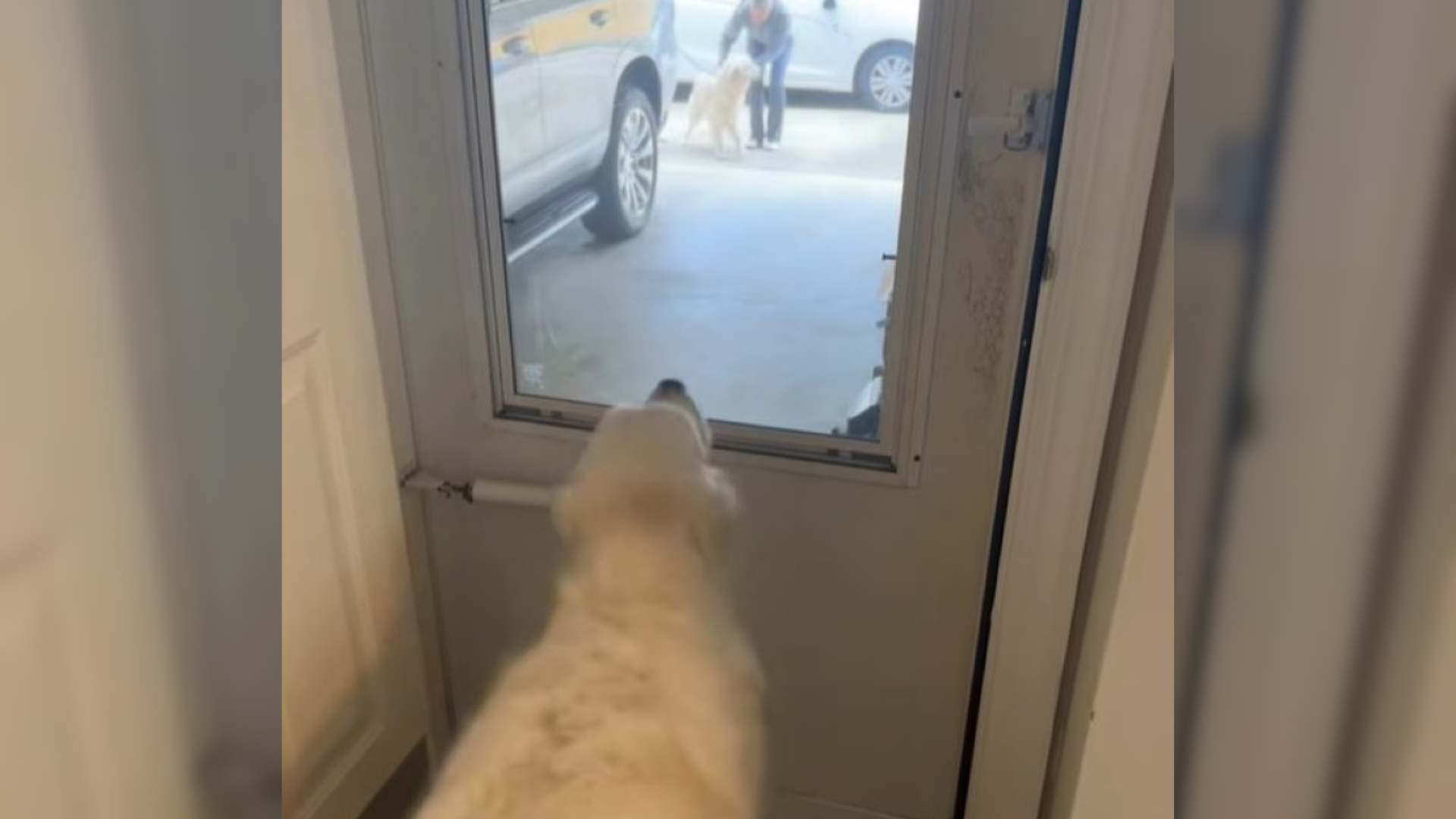 dog looking out the door