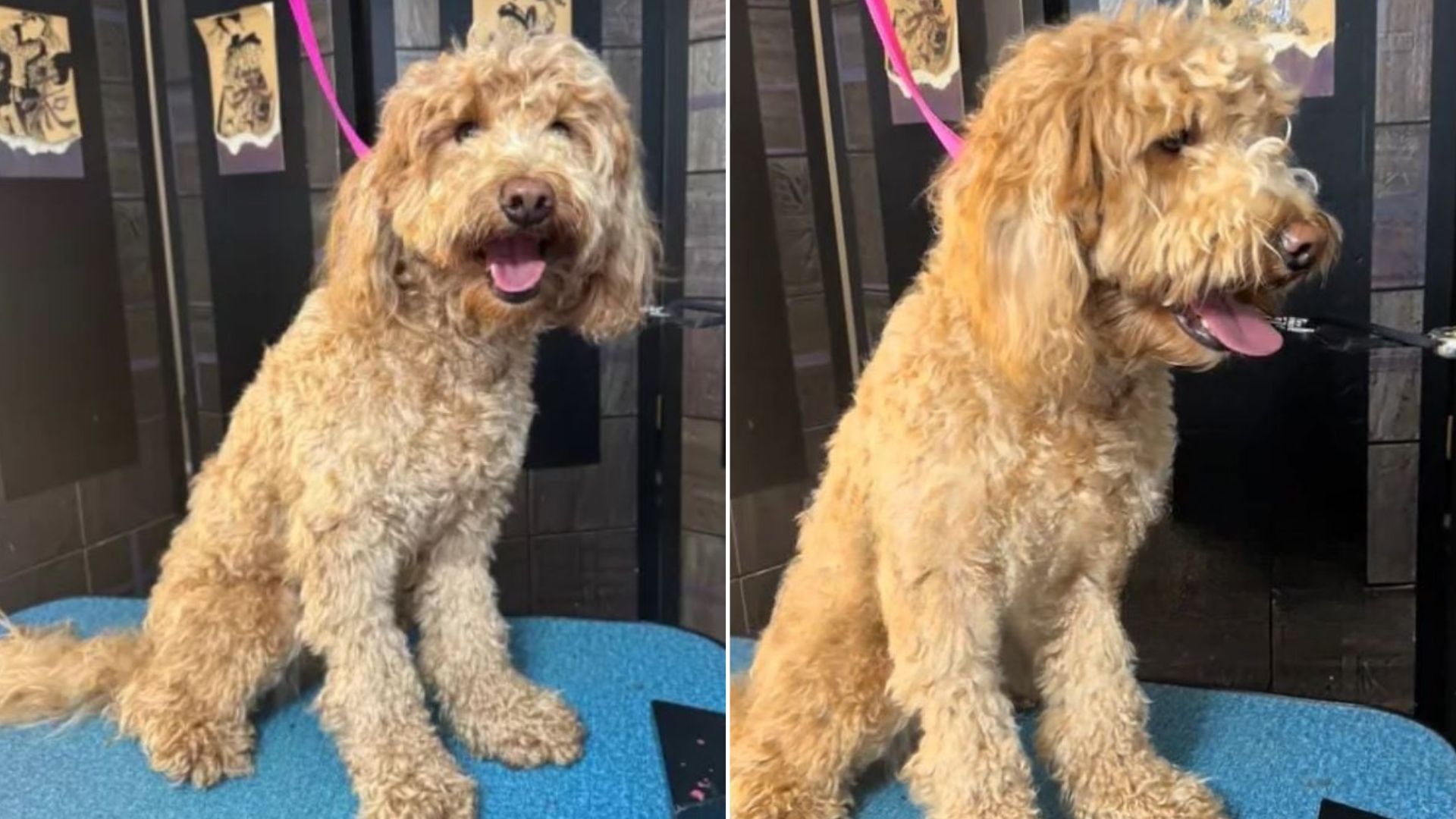 sweet goldendoodle
