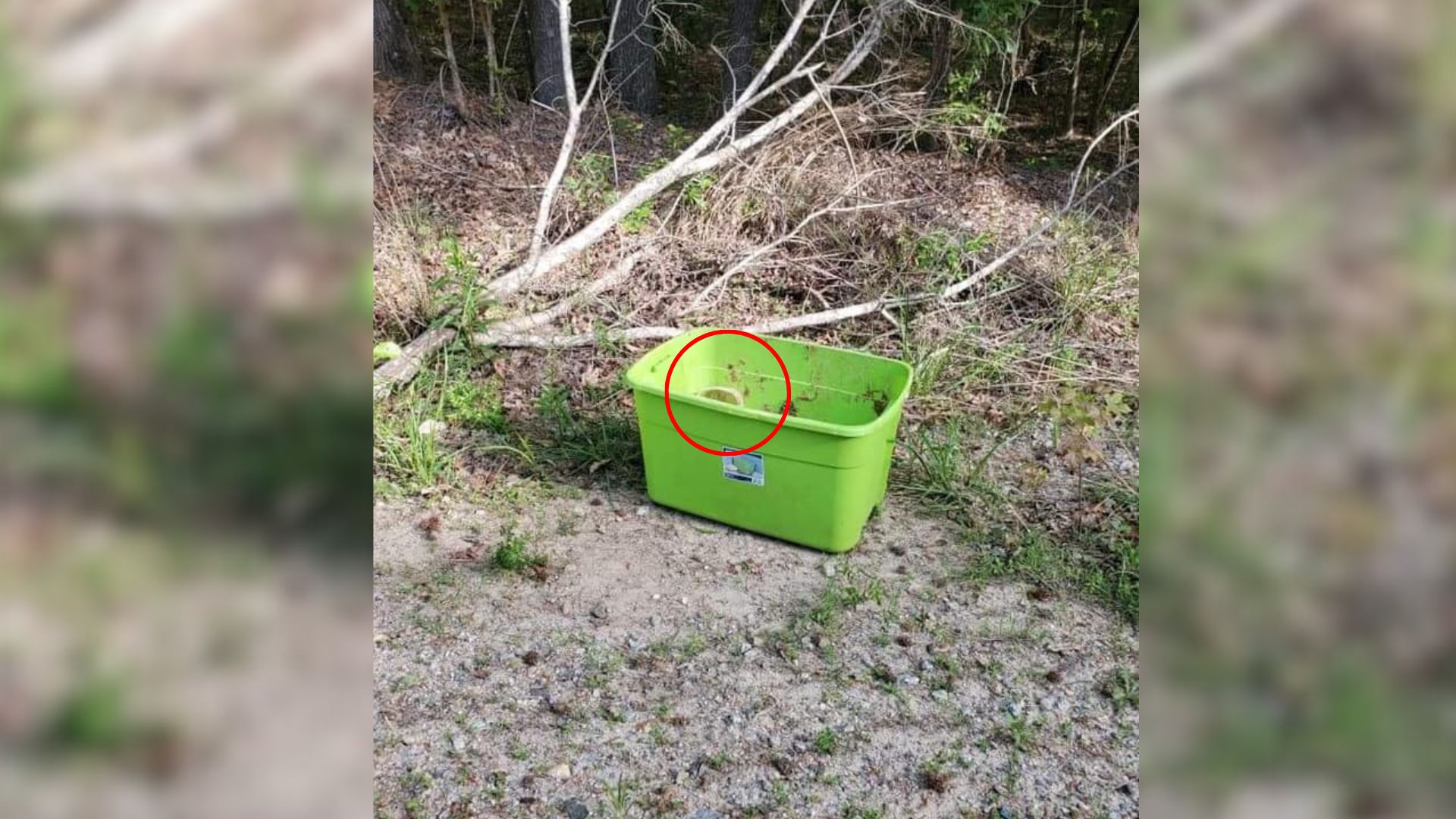 animal in green box