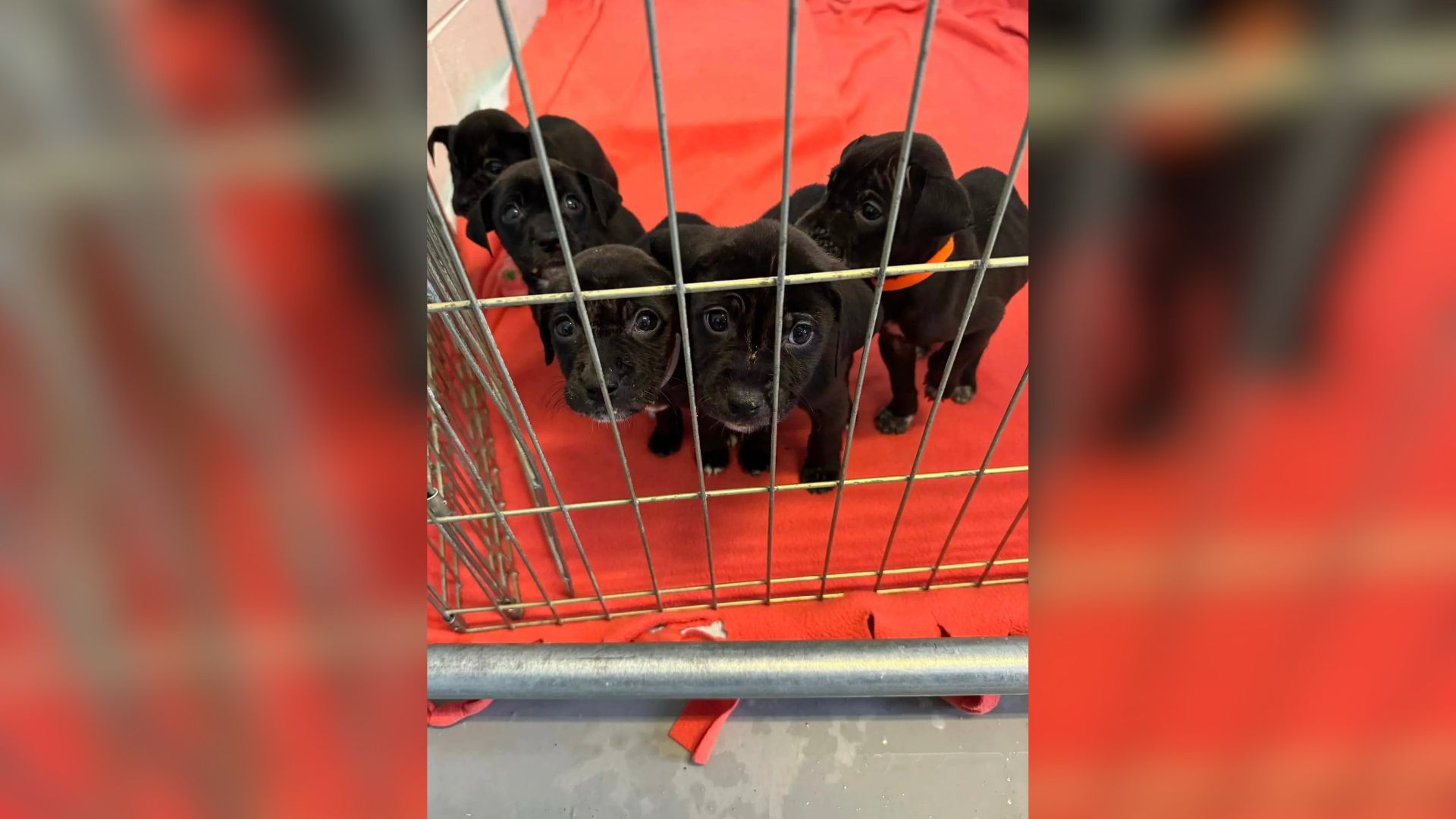 tiny five puppies