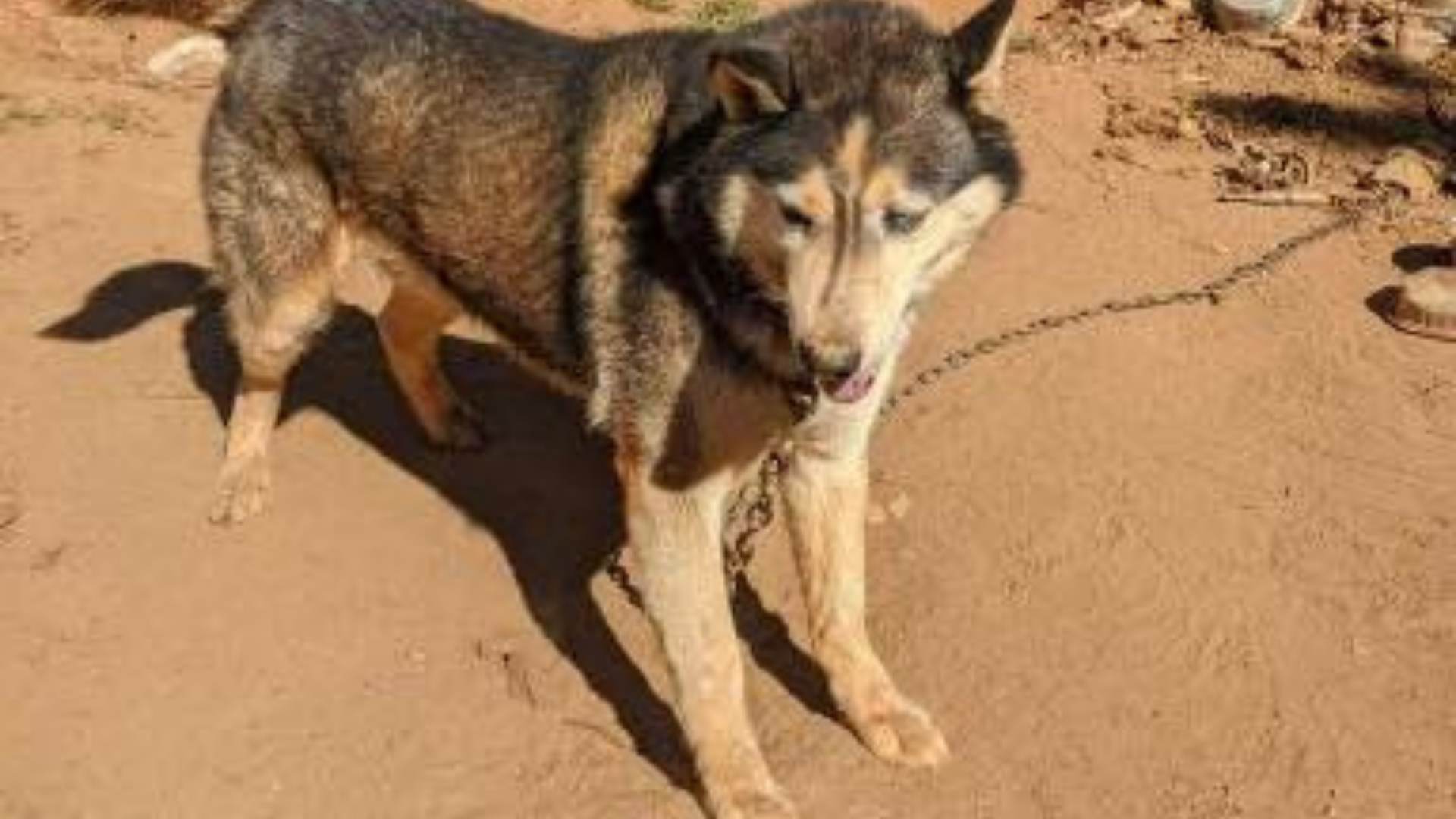 dog chained outdoors