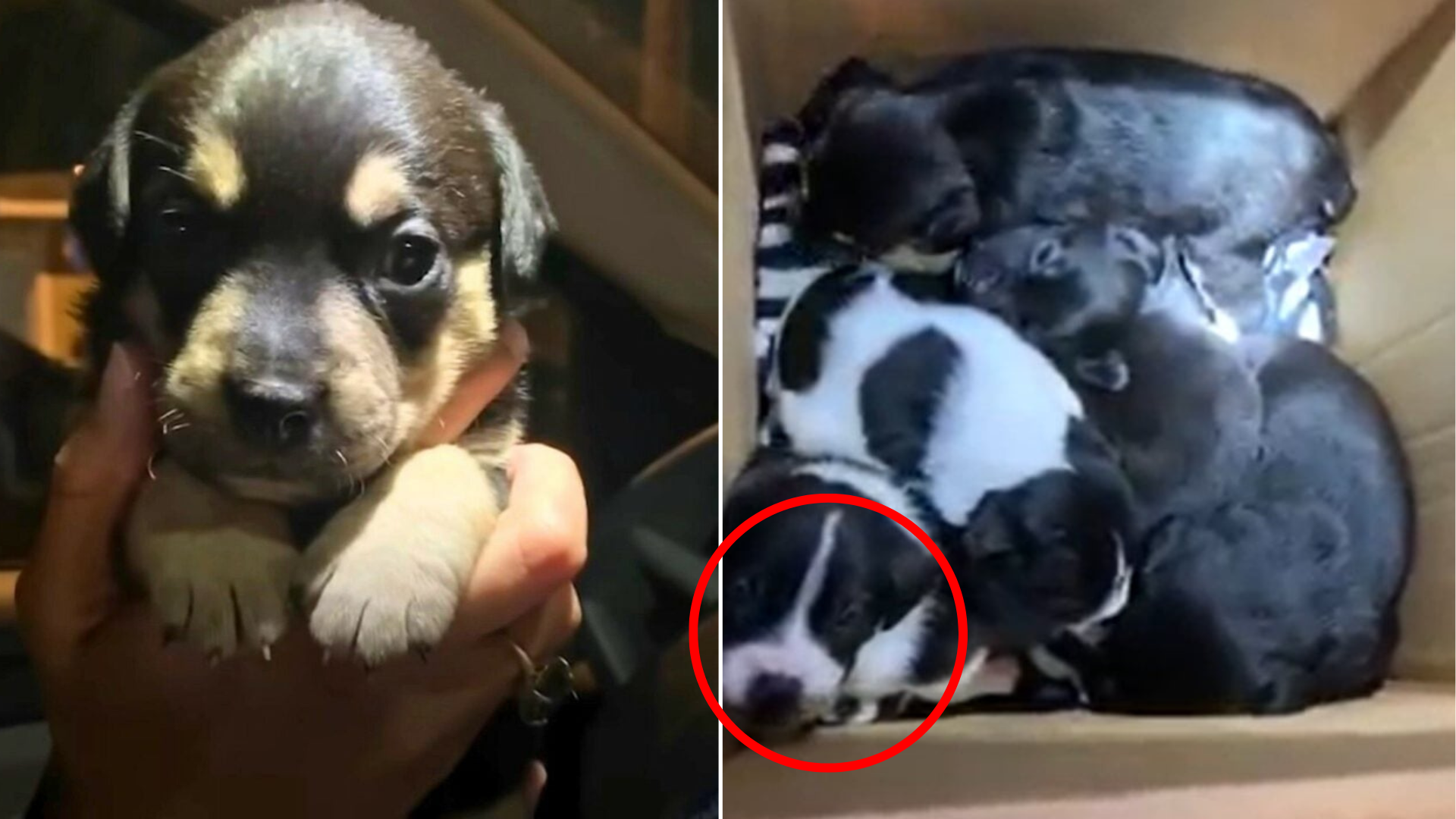 puppies in a box