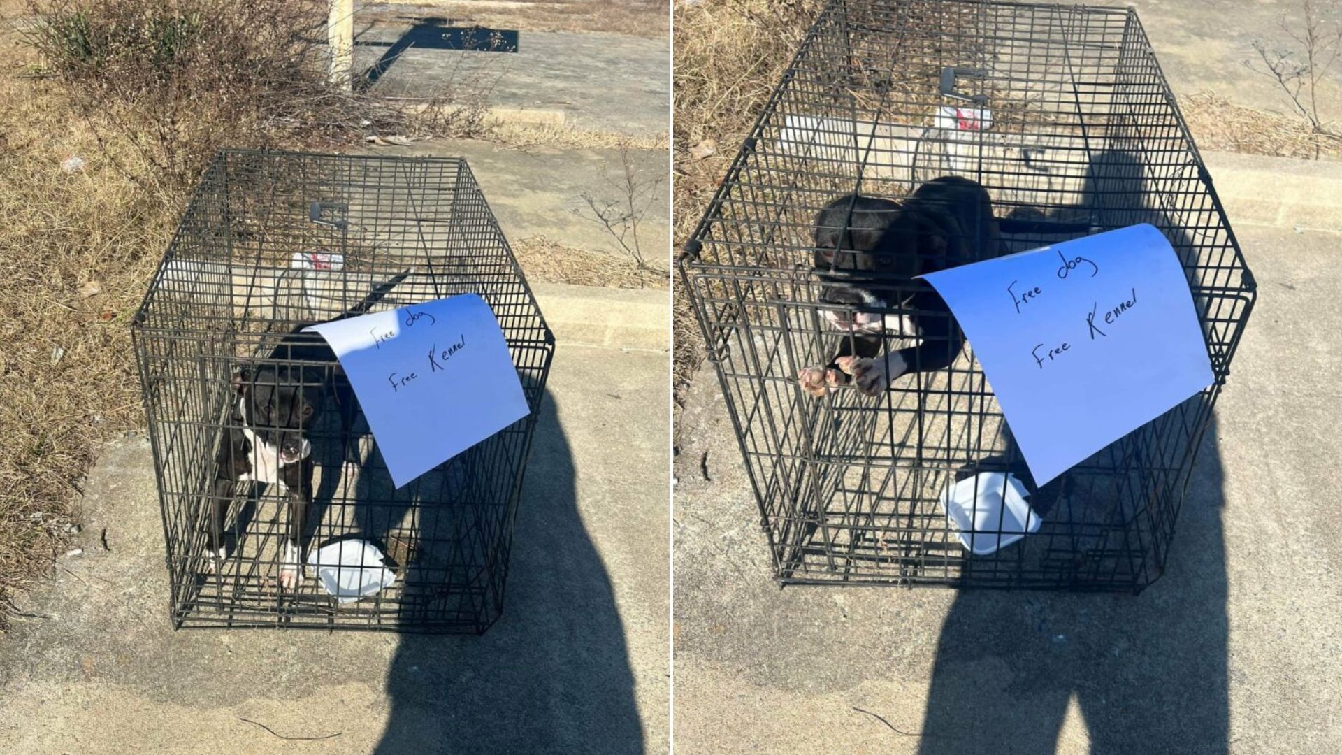 dog in crate