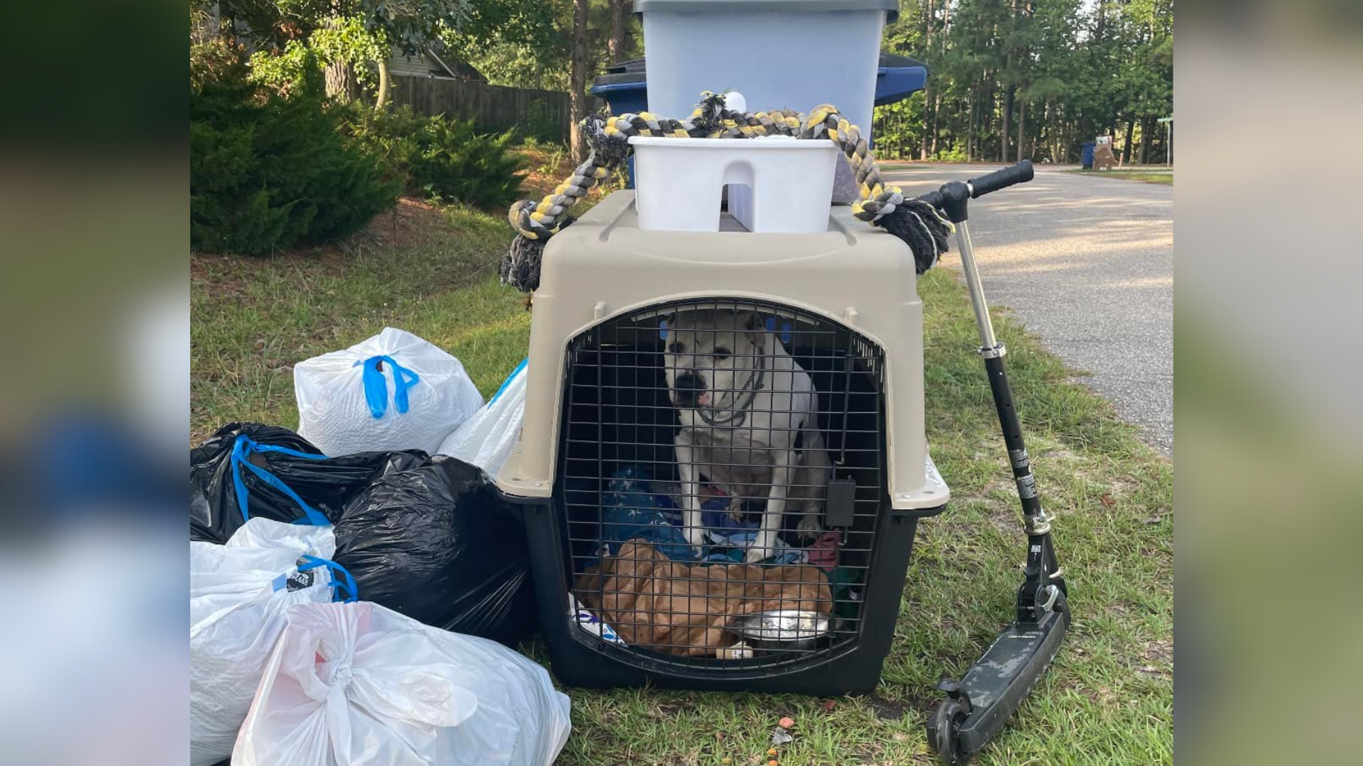 dog on a trash pile in a crate