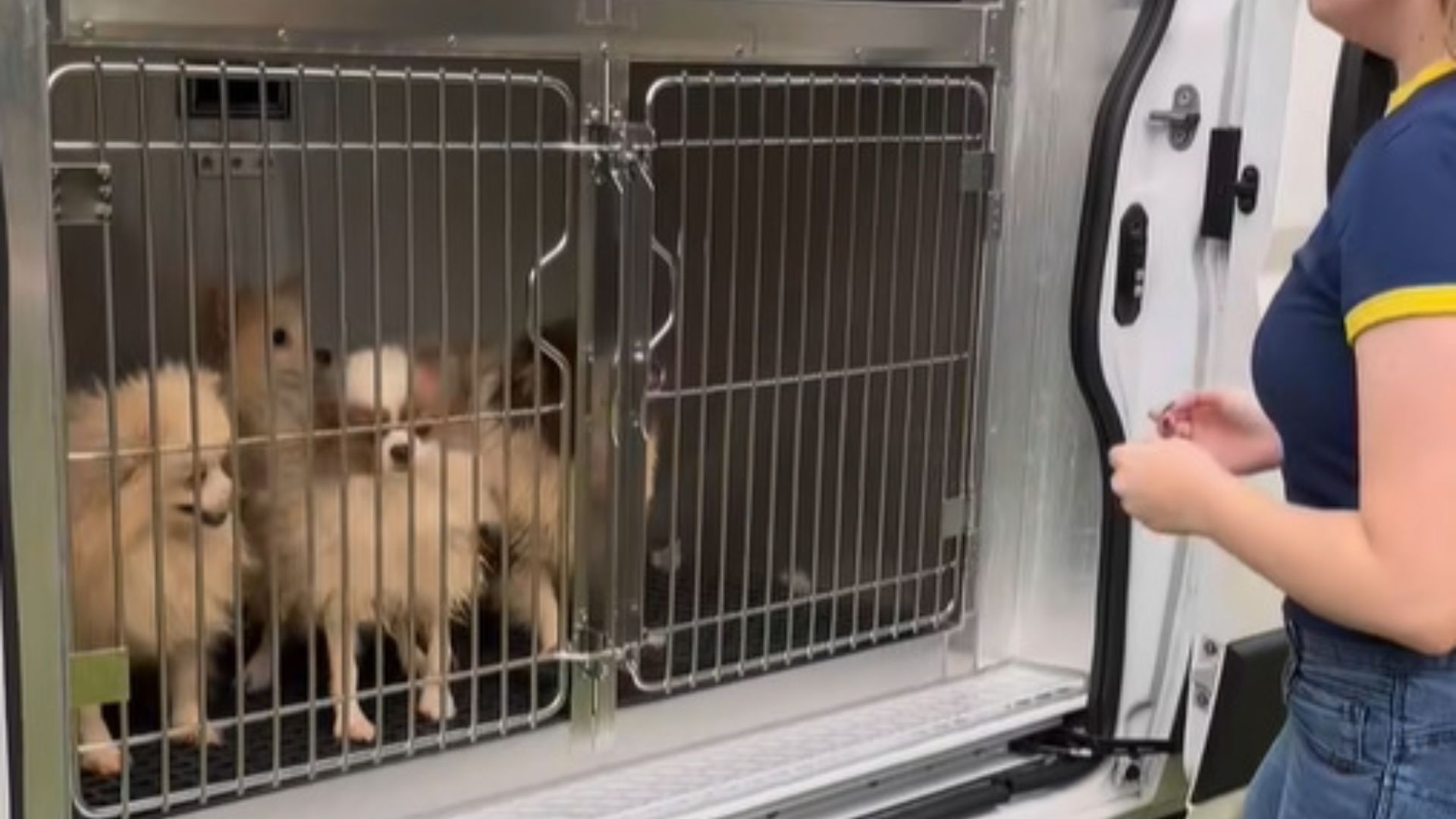 puppies in cage