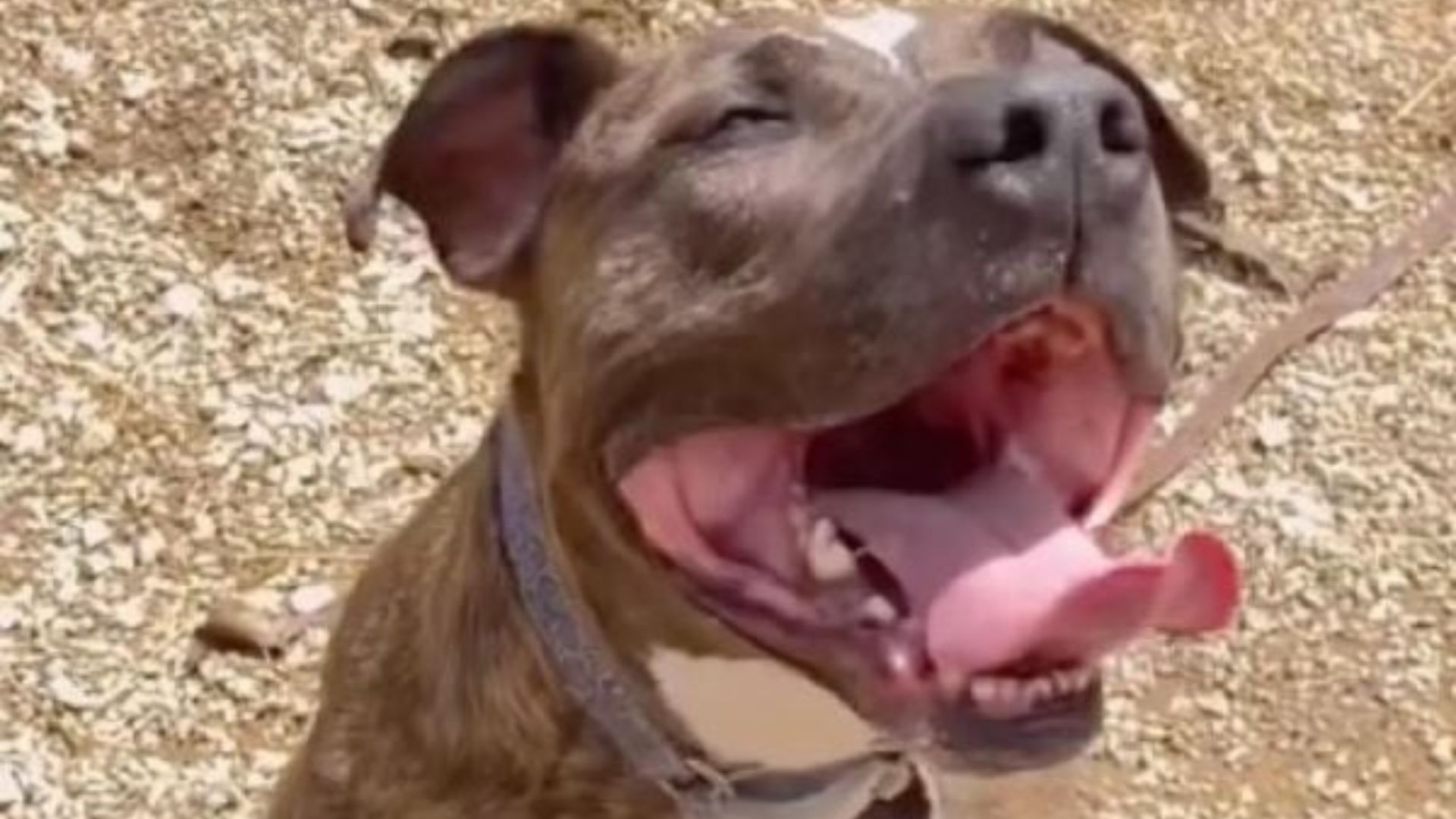 senior shelter dog