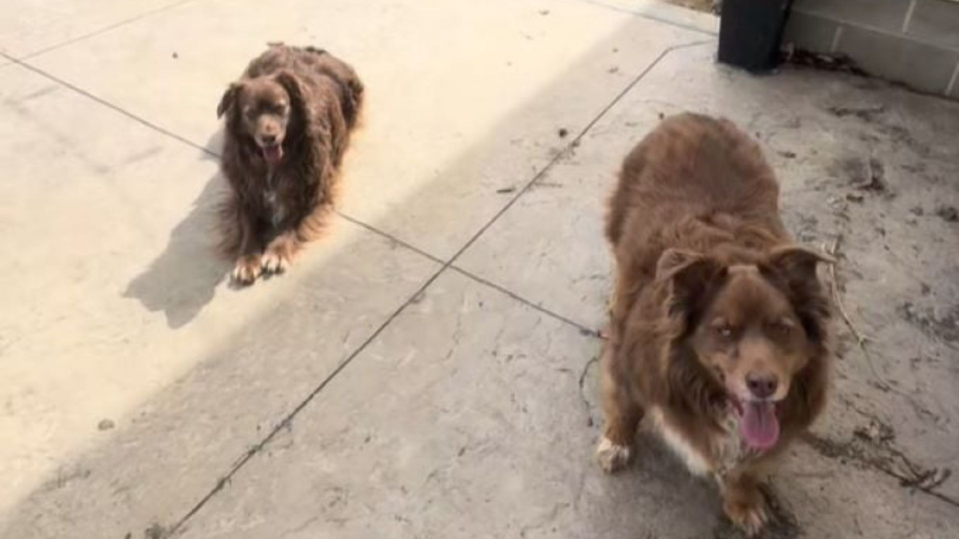 two sweet dogs