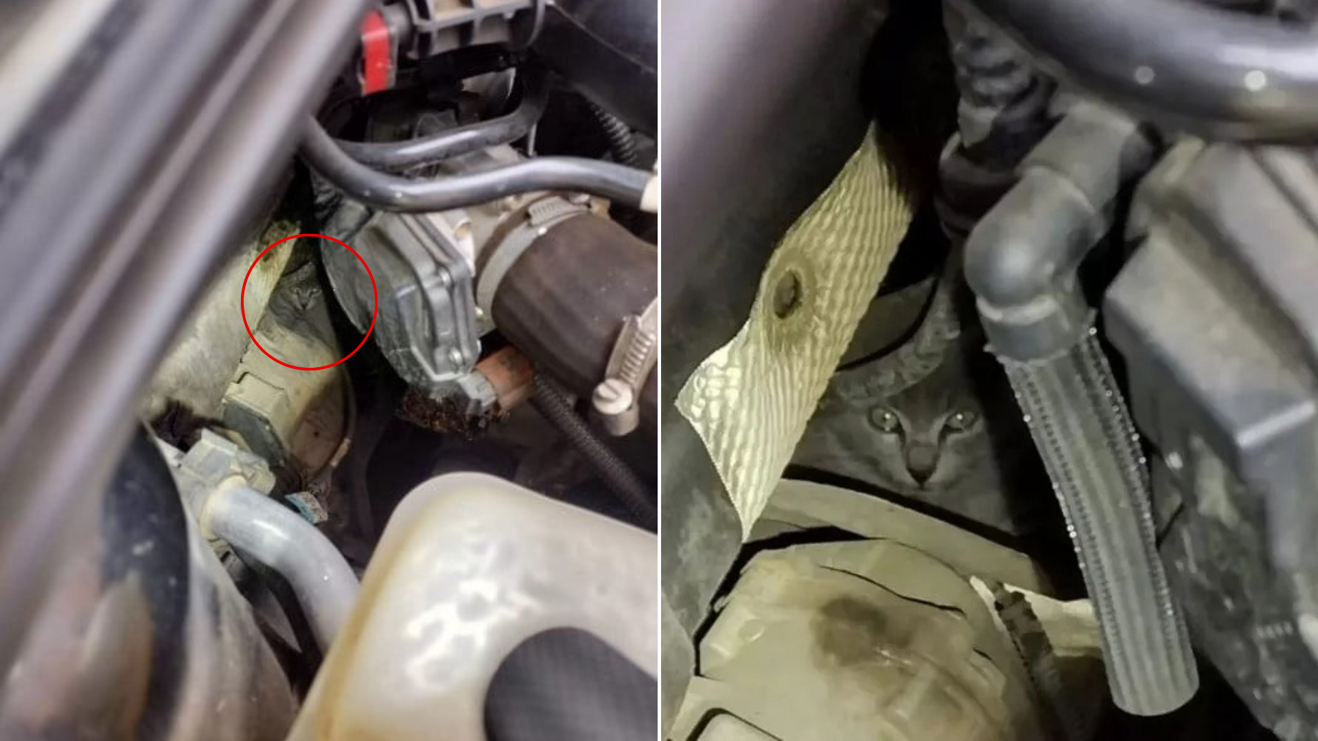 cat stuck inside car engine