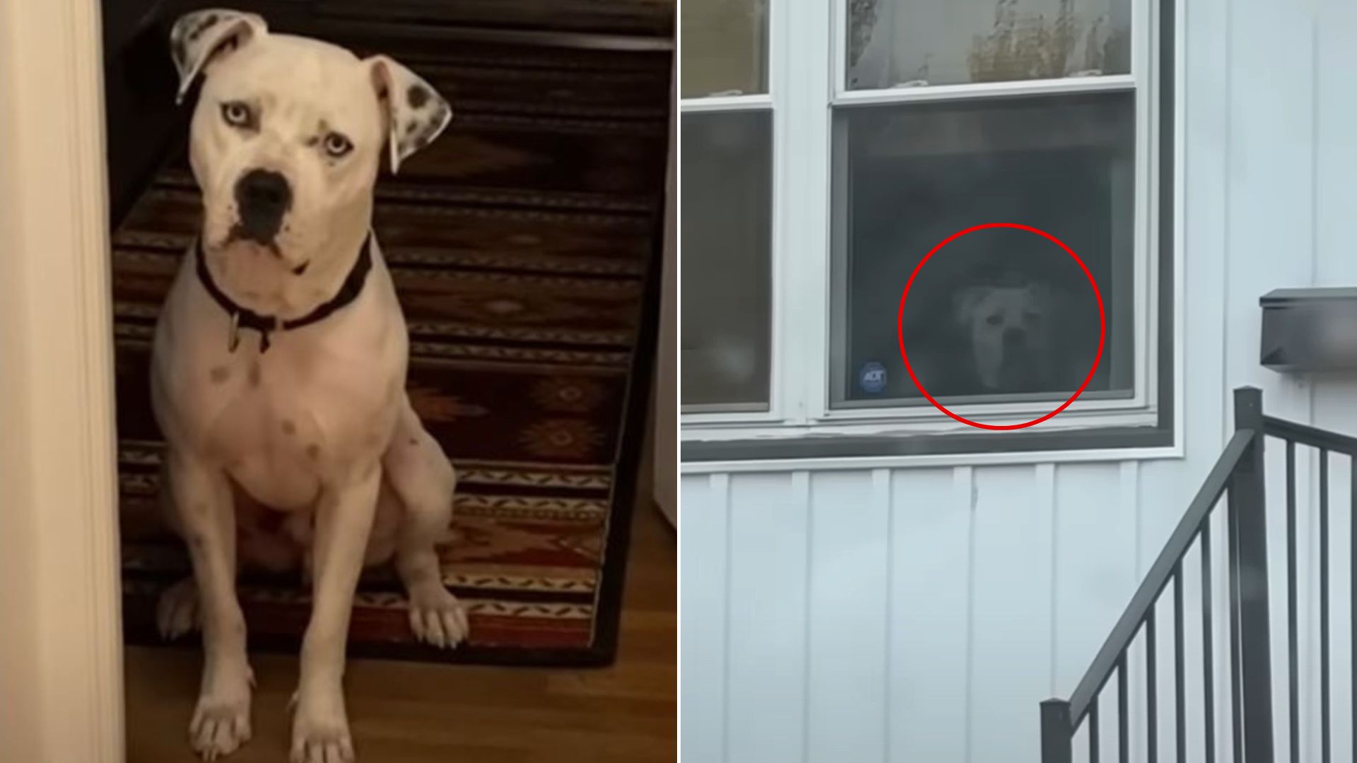 dog on window