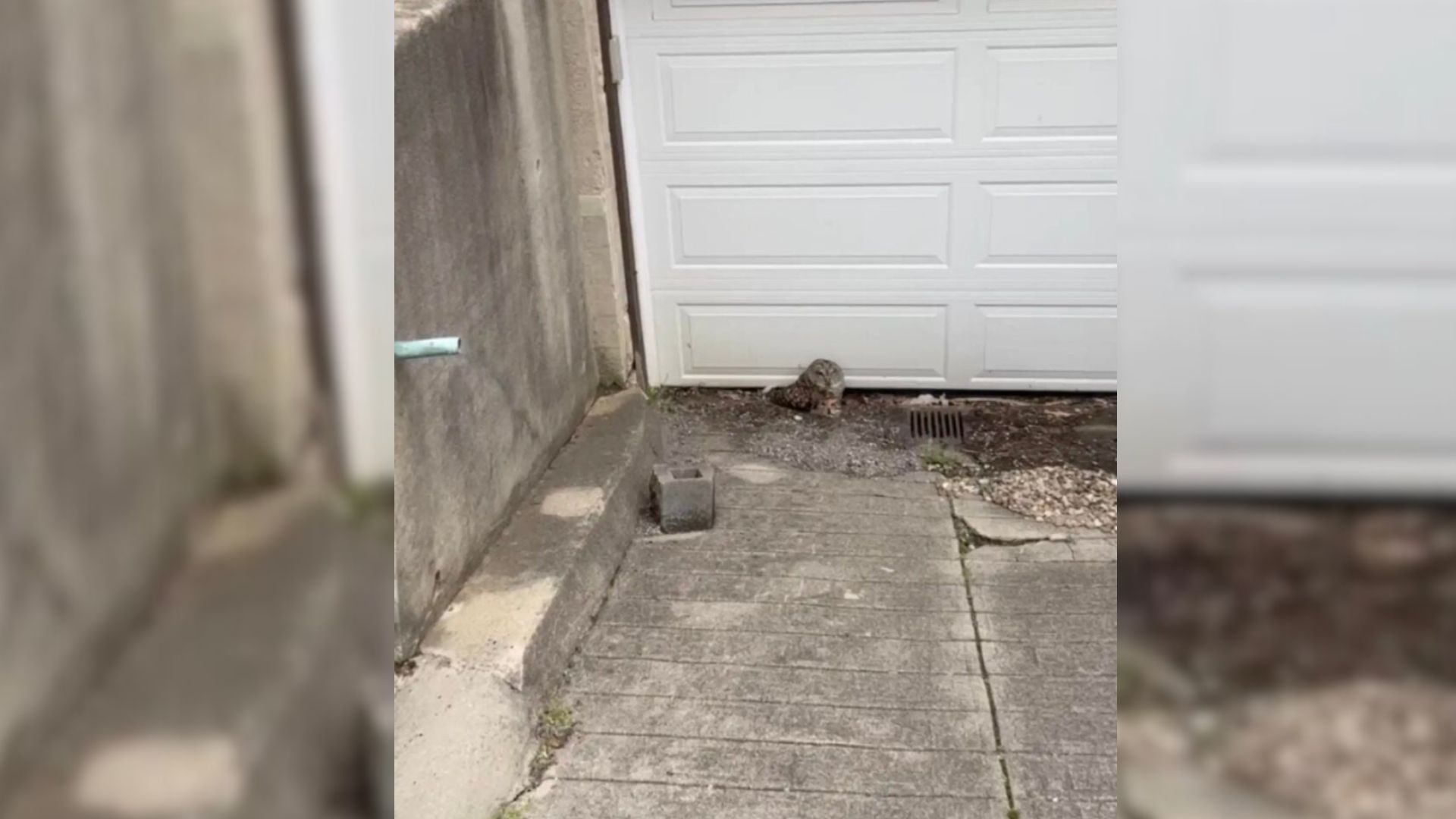 injured owl