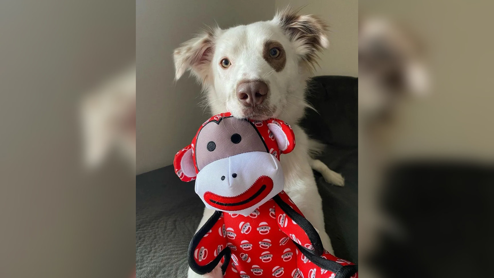 dog with monkey toy