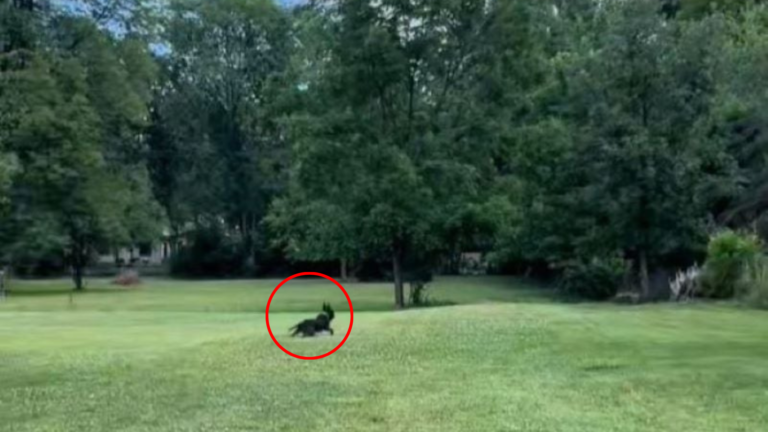 dog on a field