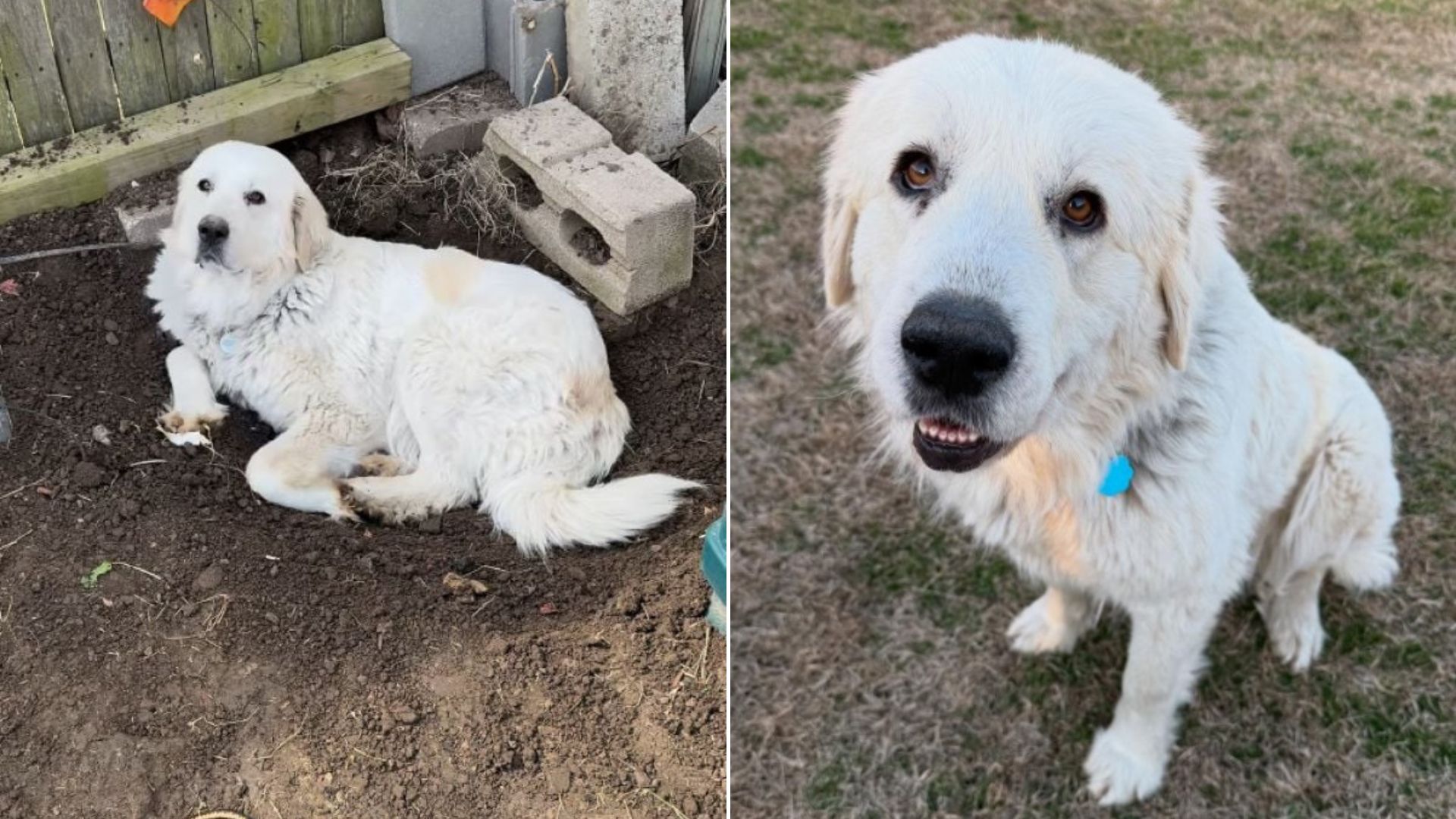 adorable white dog