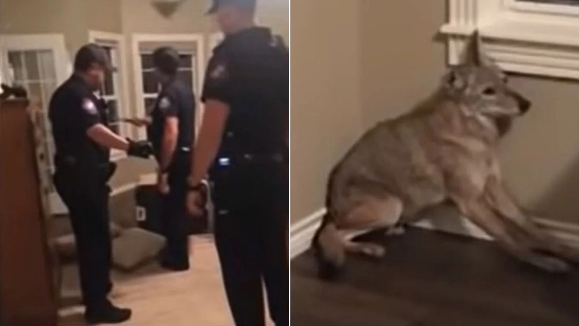 dog and officers in house