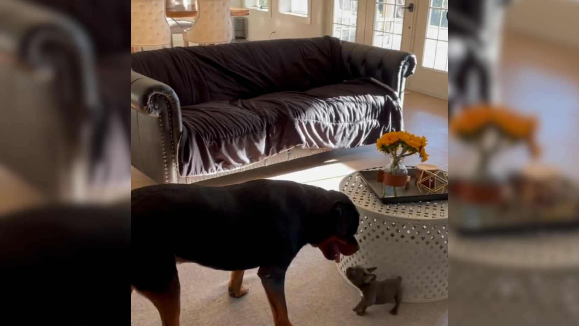 tiny and huge dog
