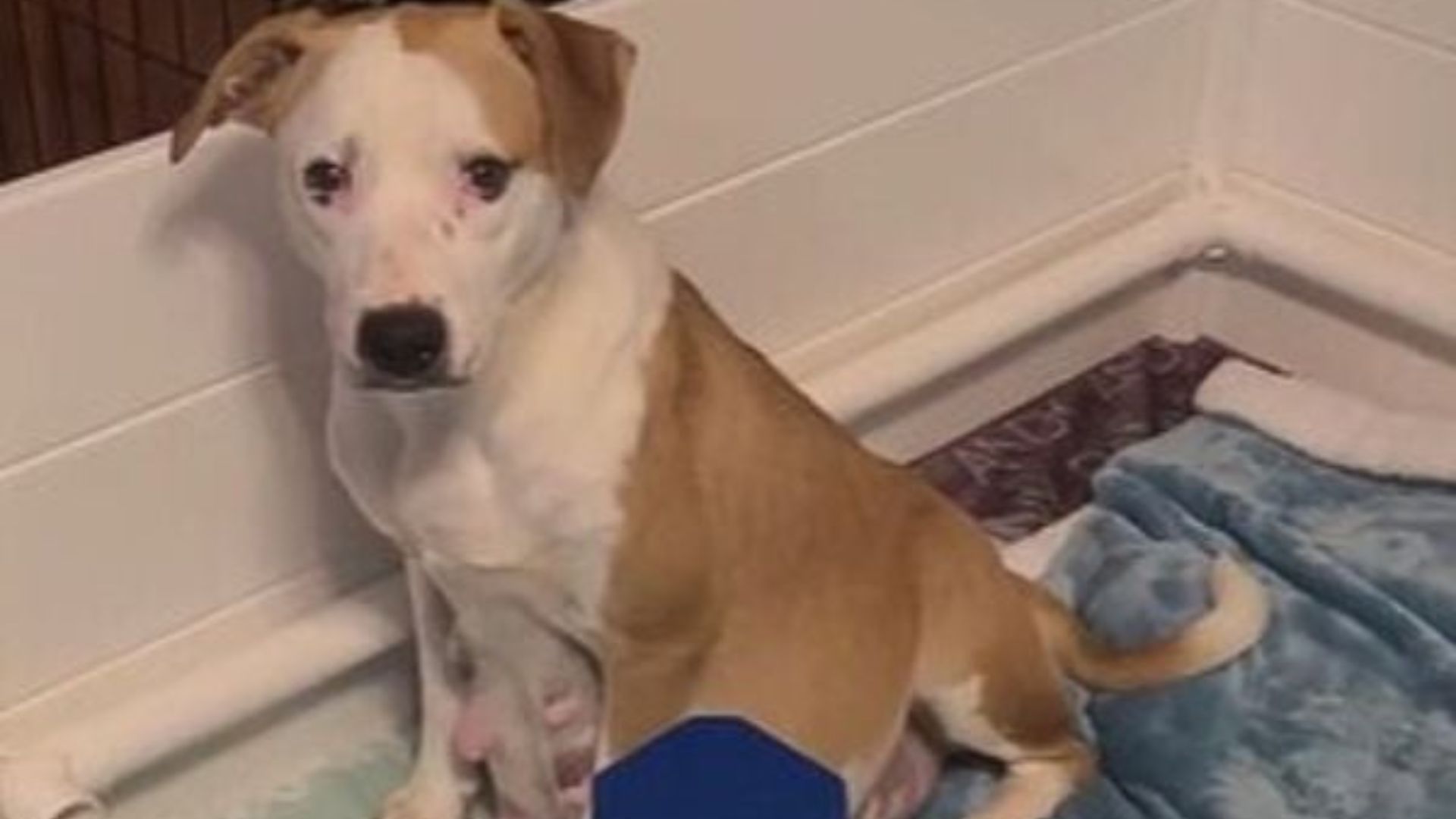 adorable dog