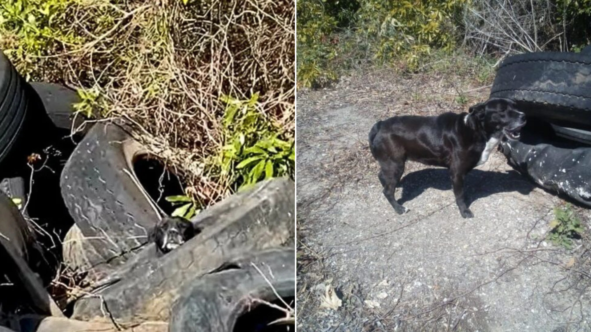 stray dog in tyres