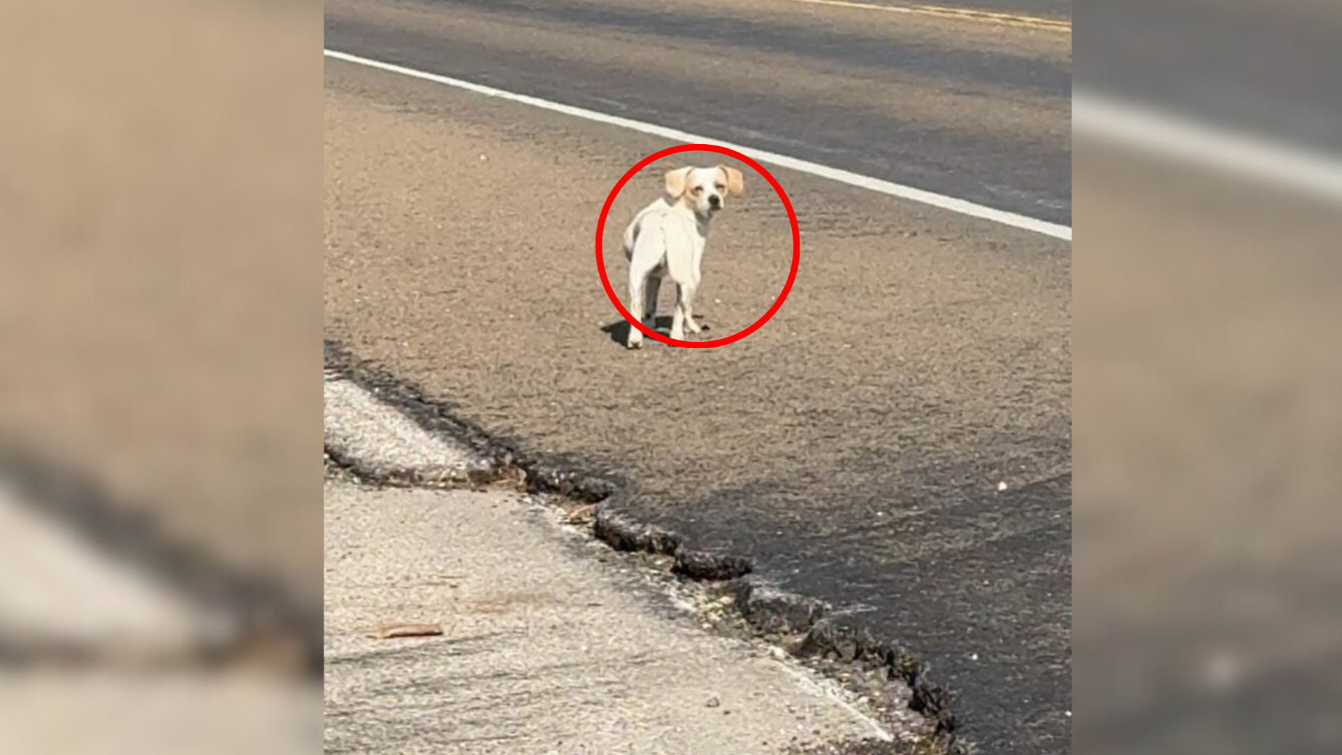 stray dog on the street