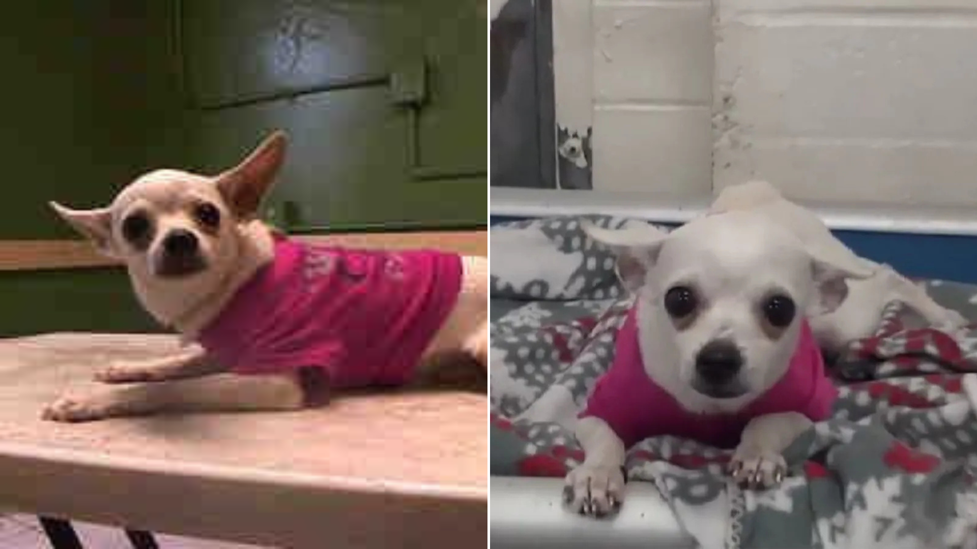 tiny dog in pink sweater
