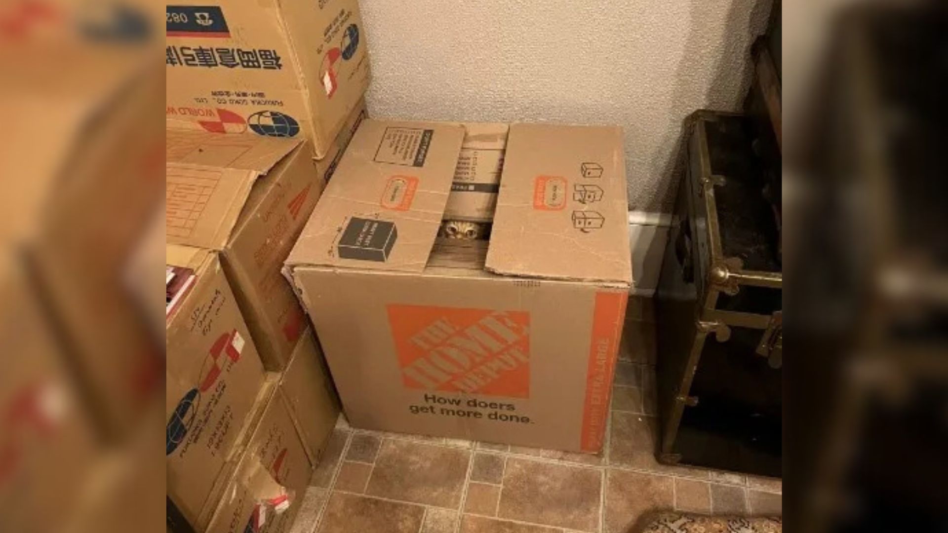 animal in box