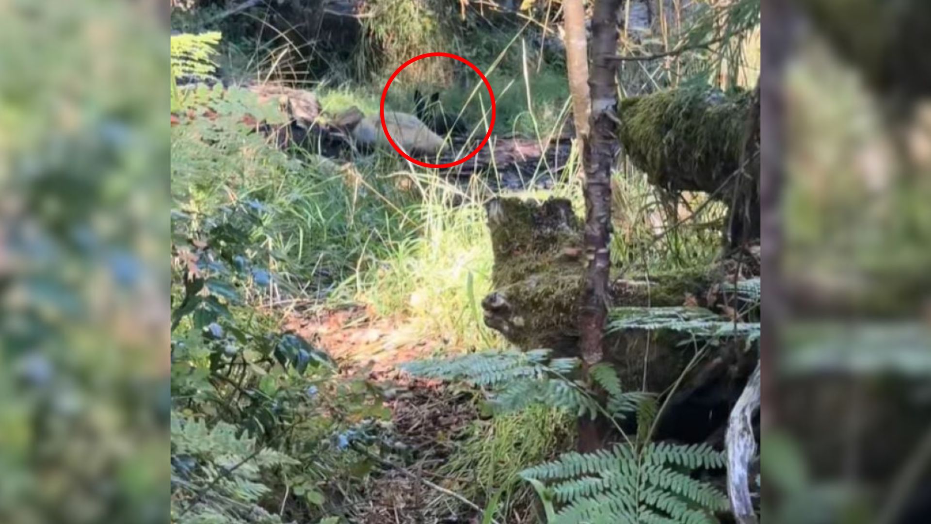 scared dog in woods