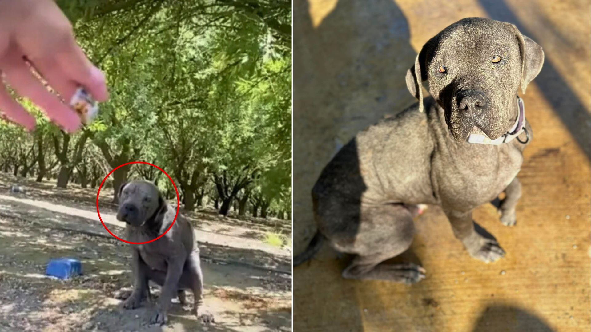 dog with skin problems