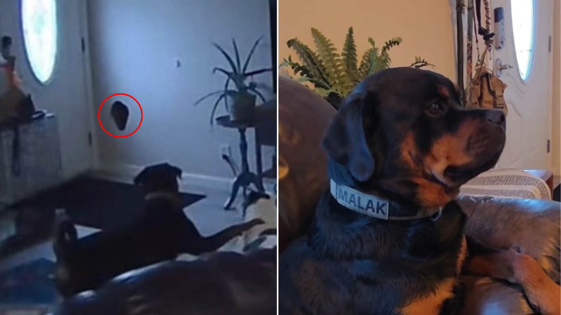 dog next to a hole in the wall