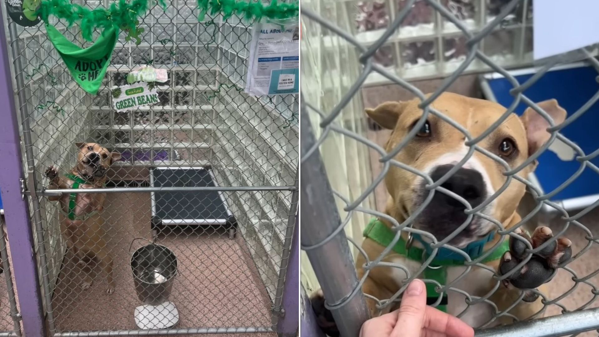 cute shelter dog