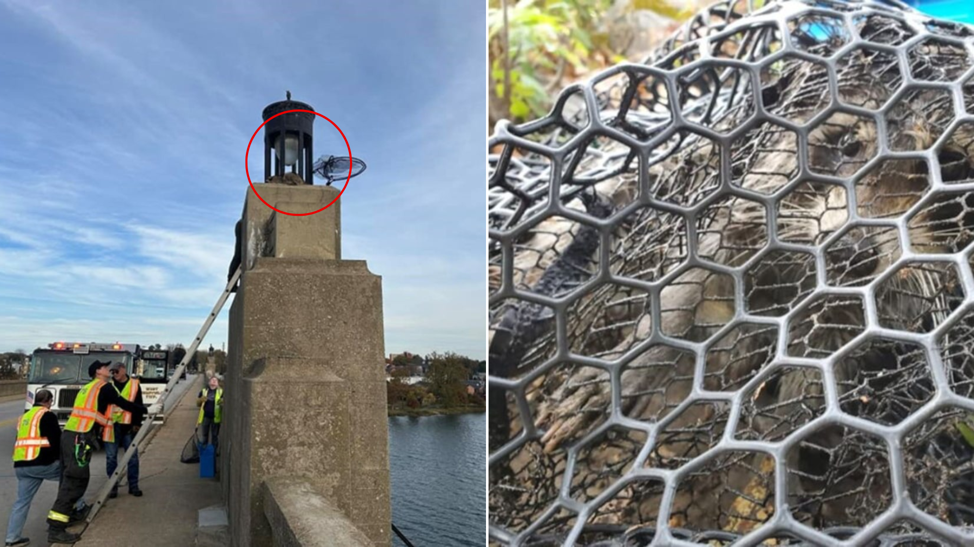 animal stuck on bridge