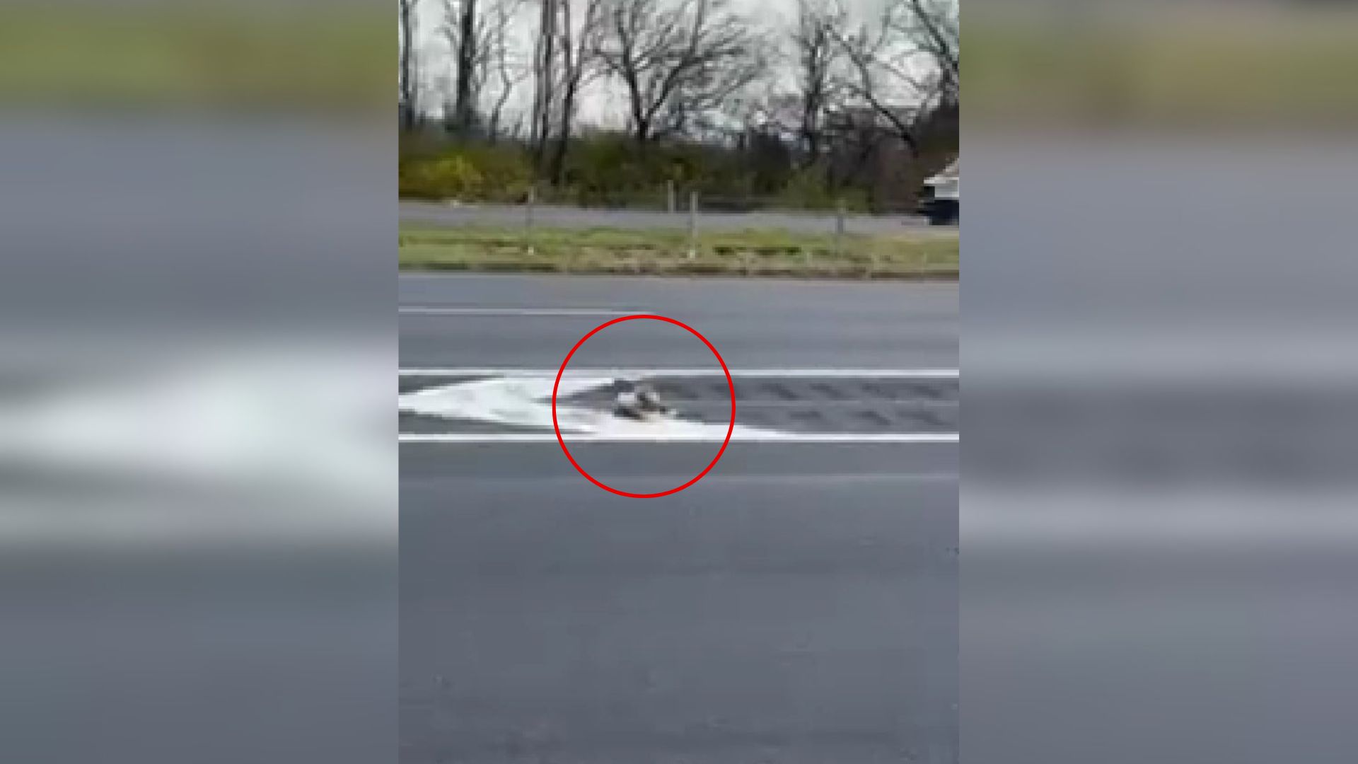 animal on road